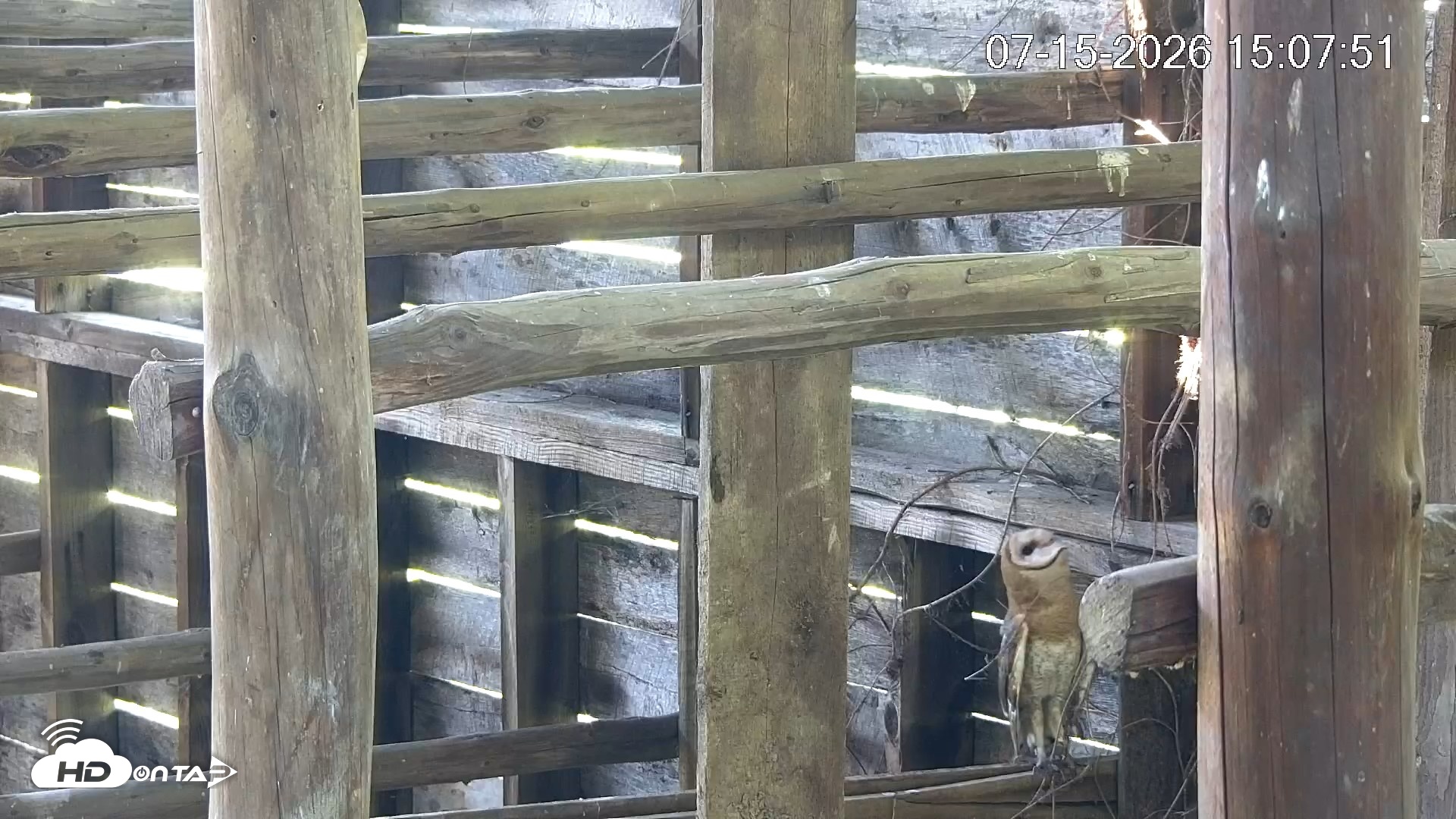 Snapshot of North Carolina Barn Owls Live Cam taken Jul 15, 2026, 3:08pm EDT