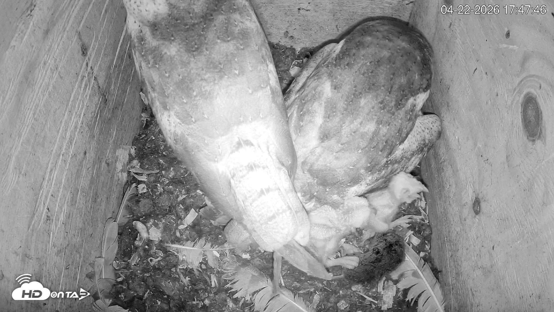 Snapshot of North Carolina Barn Owls Live Cam taken Apr 22, 2026, 5:48pm EDT