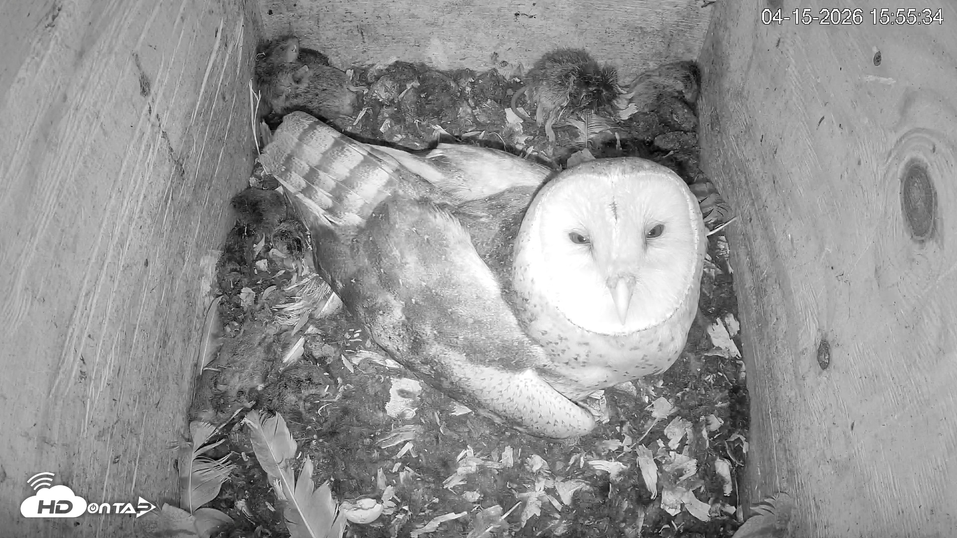 Snapshot of North Carolina Barn Owls Live Cam taken Apr 15, 2026, 3:56pm EDT