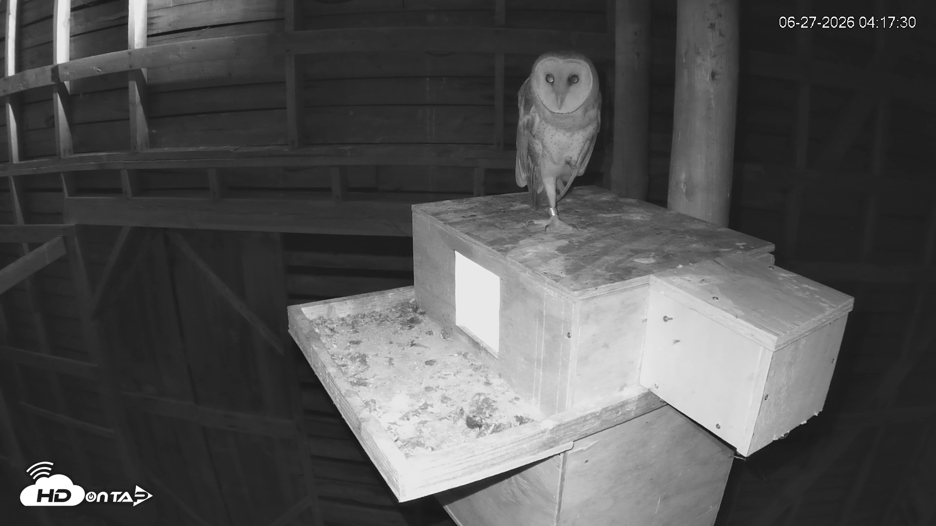 Snapshot of North Carolina Barn Owls Live Cam taken Jun 27, 2026, 4:19am EDT