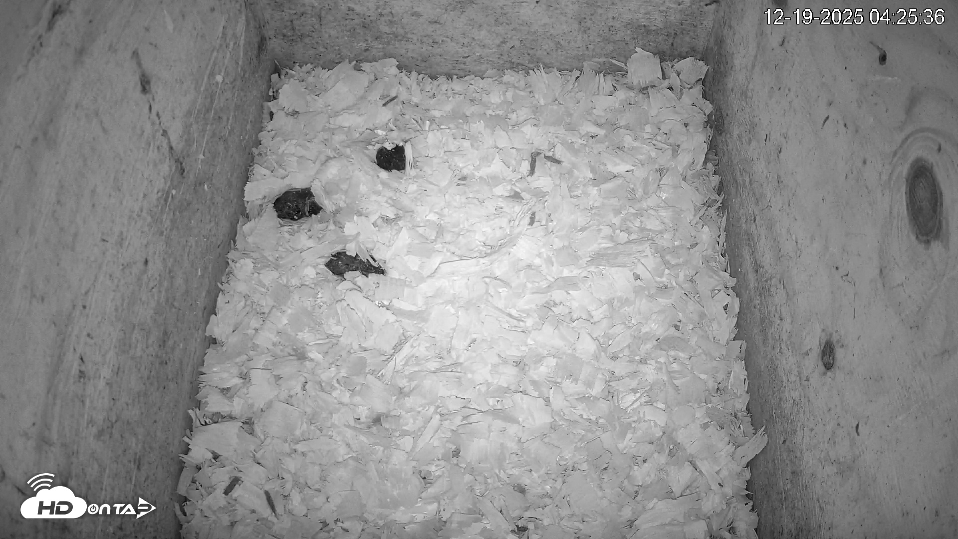 Snapshot of North Carolina Barn Owls Live Cam taken Dec 19, 2025, 4:26am EST