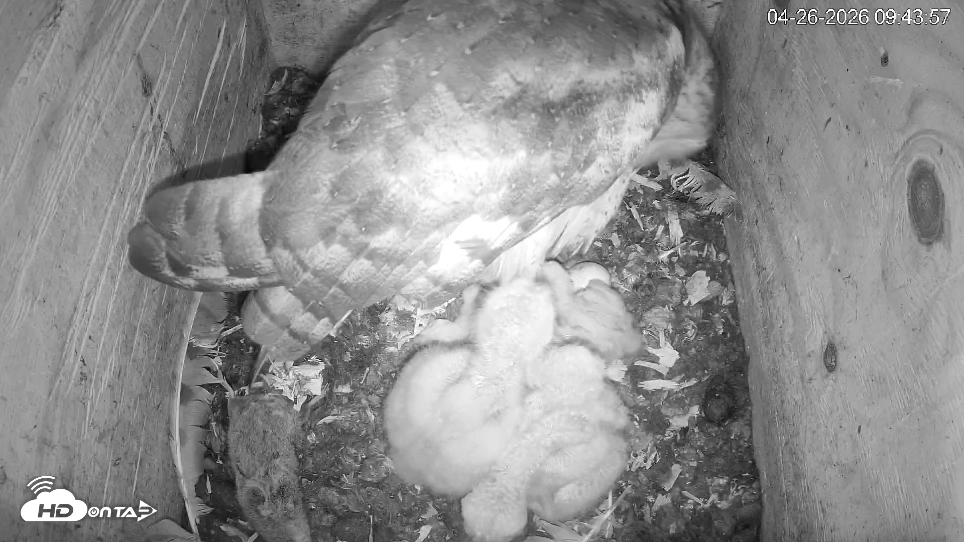 Snapshot of North Carolina Barn Owls Live Cam taken Apr 26, 2026, 9:44am EDT