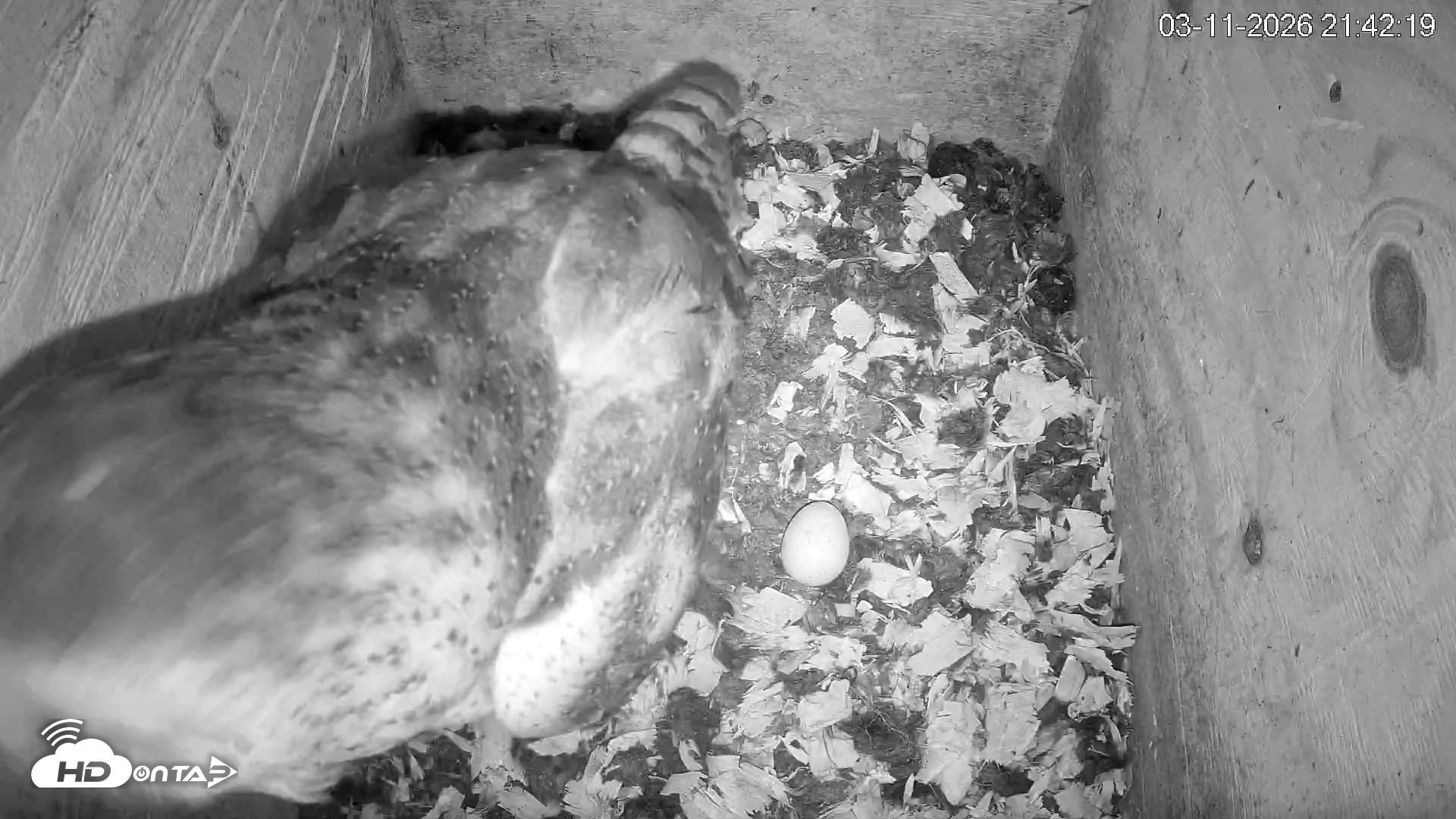 Snapshot of North Carolina Barn Owls Live Cam taken Mar 11, 2026, 9:42pm EDT