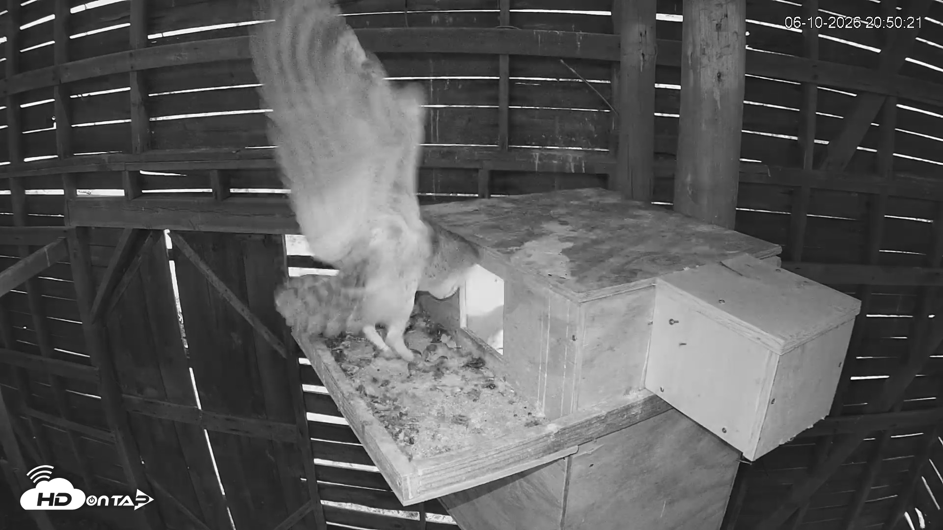 Snapshot of North Carolina Barn Owls Live Cam taken Jun 10, 2026, 8:52pm EDT