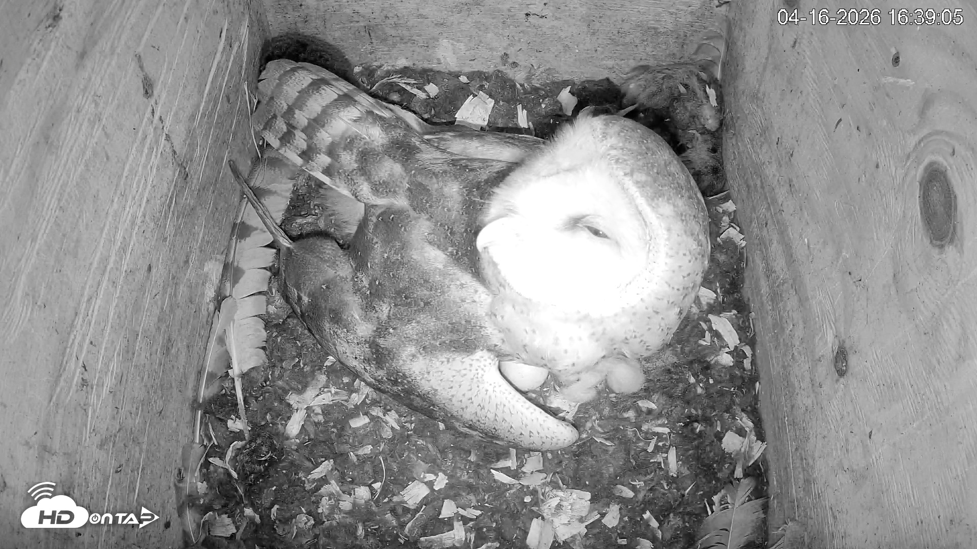 Snapshot of North Carolina Barn Owls Live Cam taken Apr 16, 2026, 4:39pm EDT