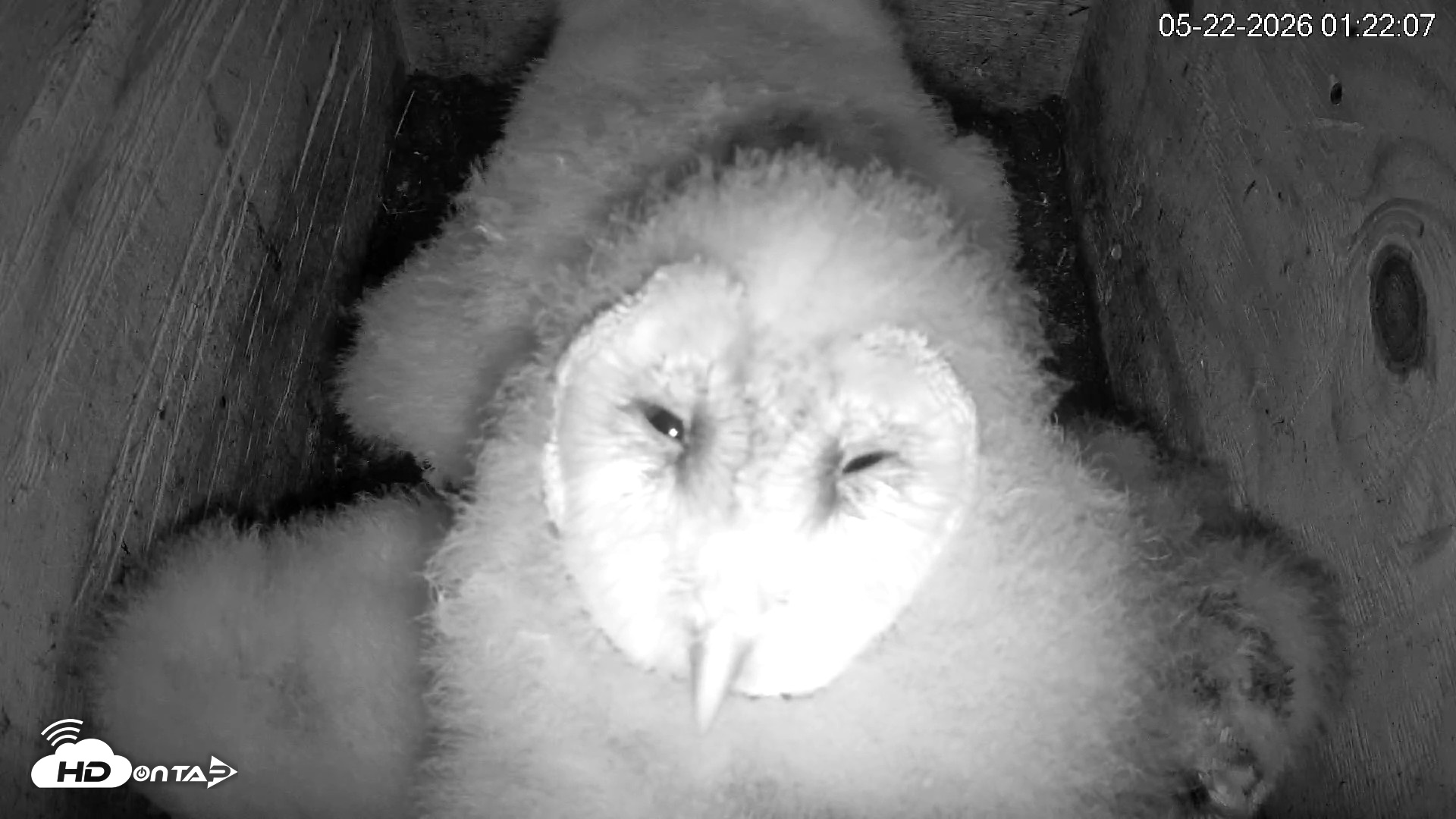 Snapshot of North Carolina Barn Owls Live Cam taken May 22, 2026, 1:23am EDT