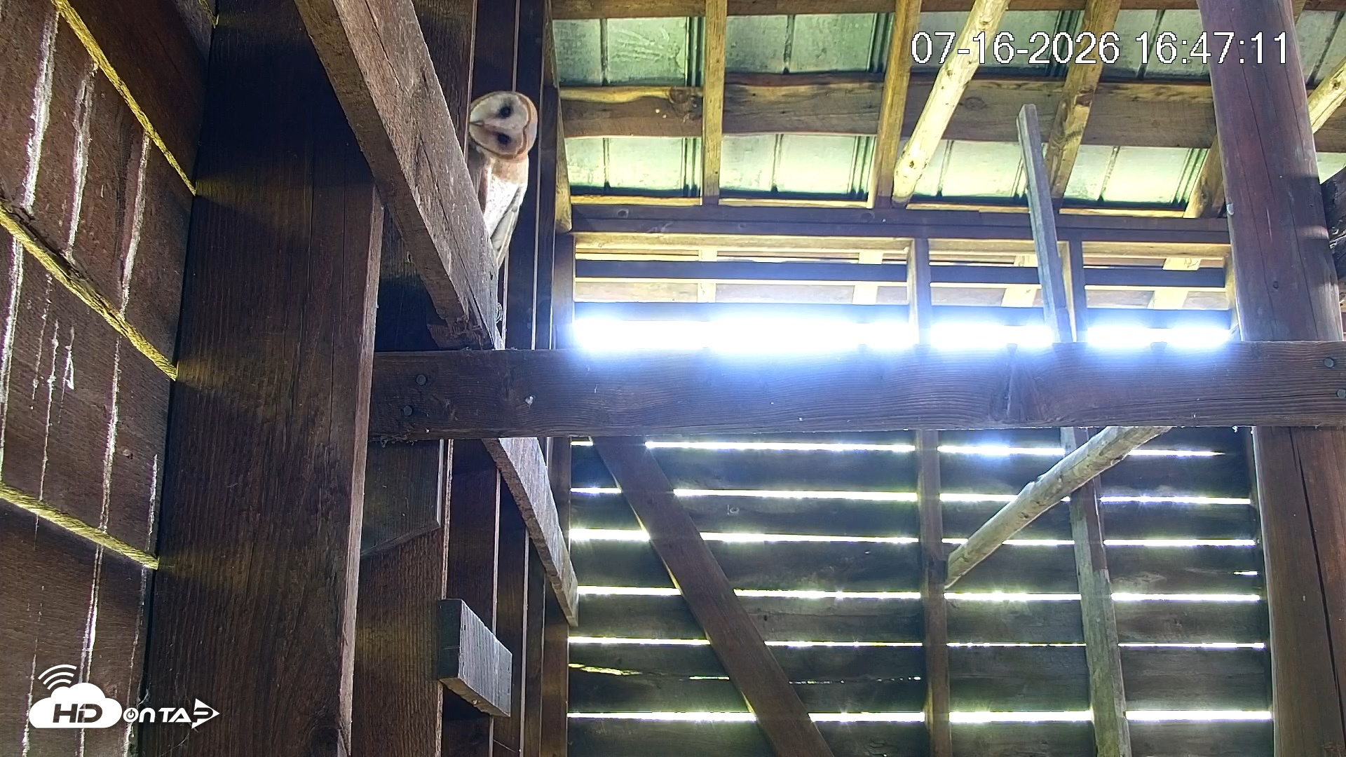 Snapshot of North Carolina Barn Owls Live Cam taken Jul 16, 2026, 4:47pm EDT