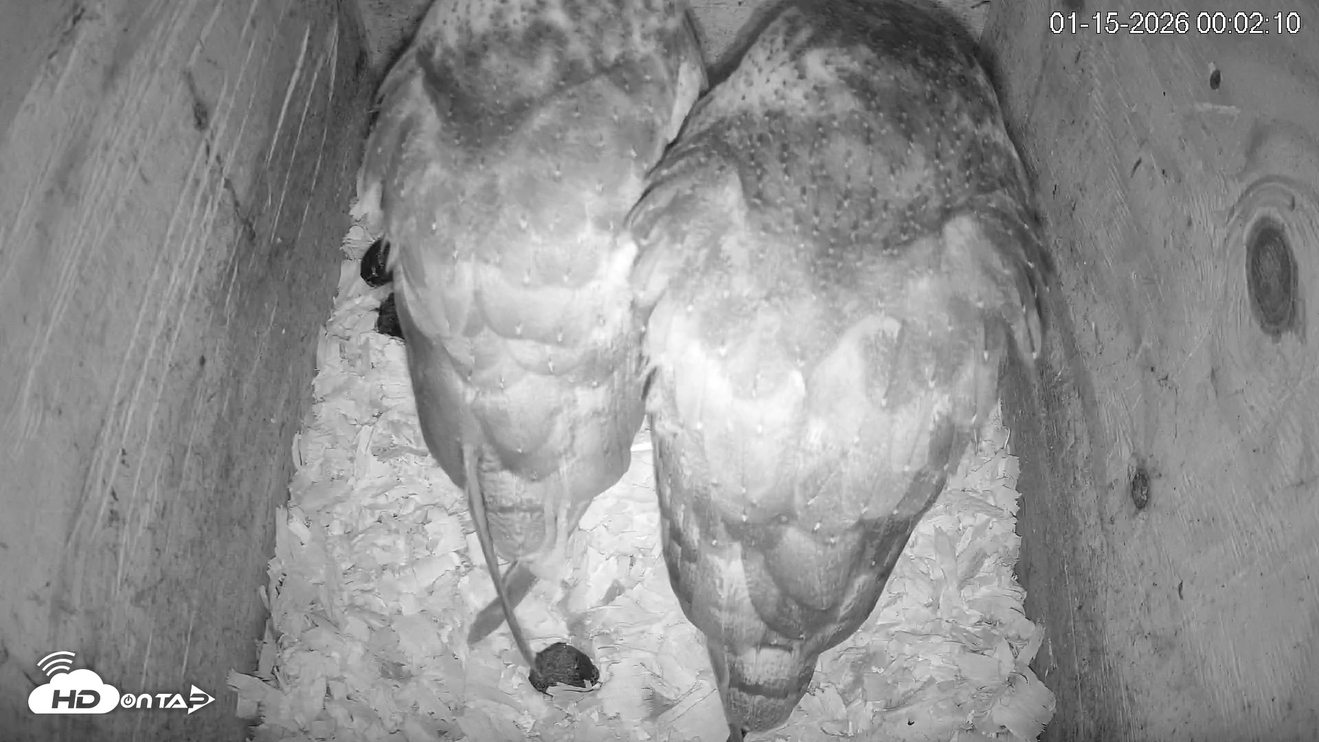 Snapshot of North Carolina Barn Owls Live Cam taken Jan 15, 2026, 12:02am EST