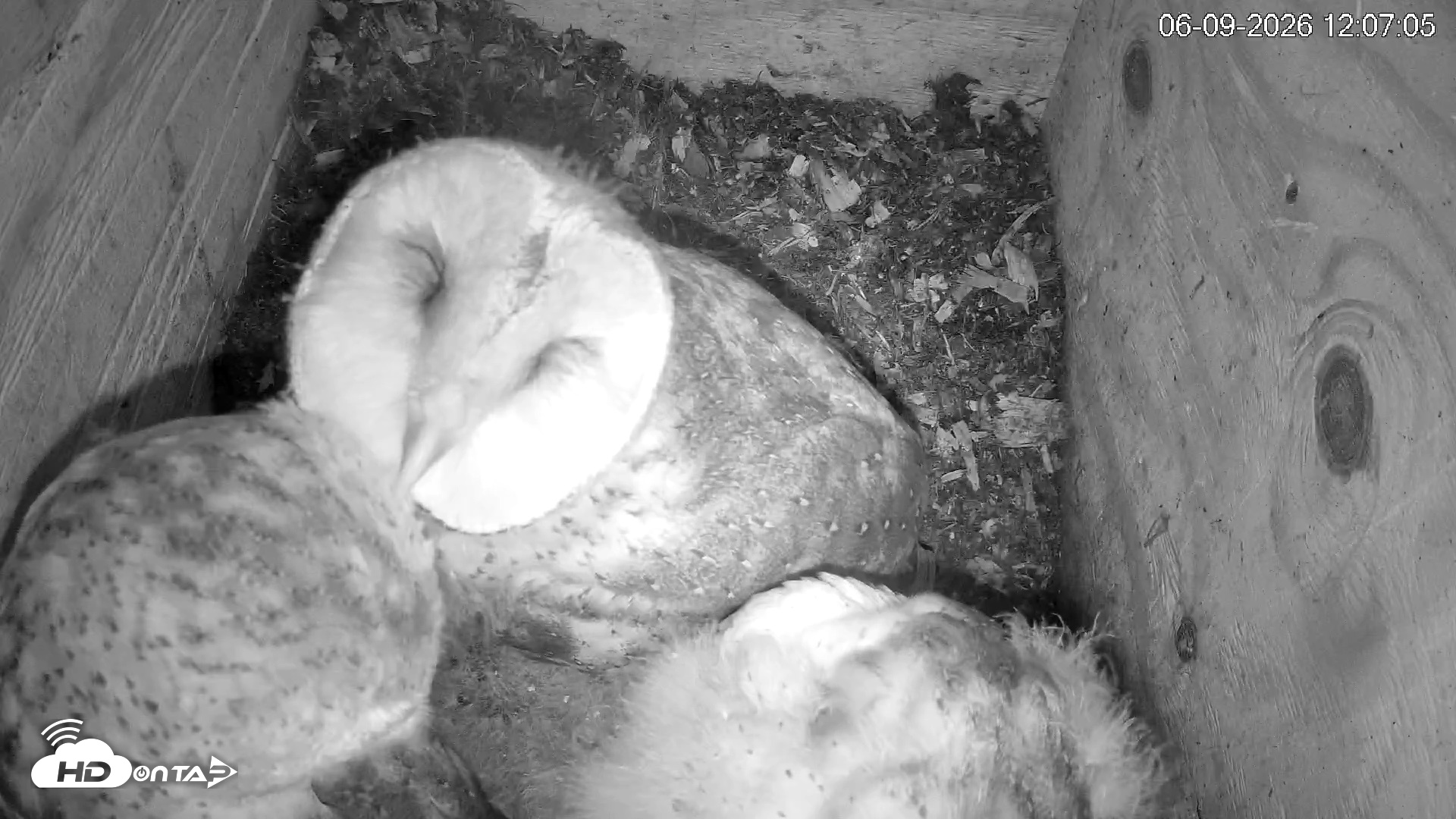 Snapshot of North Carolina Barn Owls Live Cam taken Jun 9, 2026, 12:07pm EDT