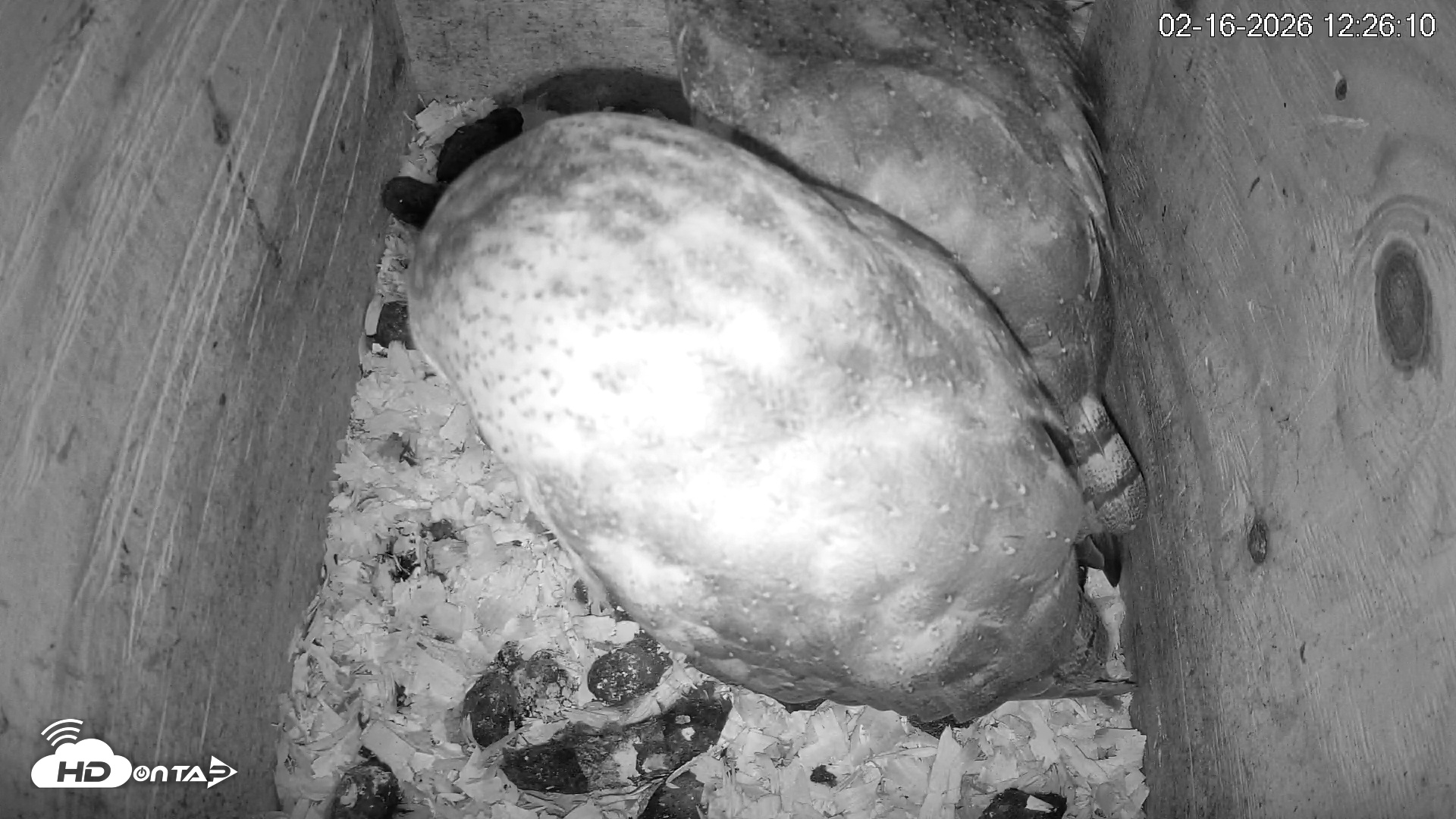 Snapshot of North Carolina Barn Owls Live Cam taken Feb 16, 2026, 12:26pm EST