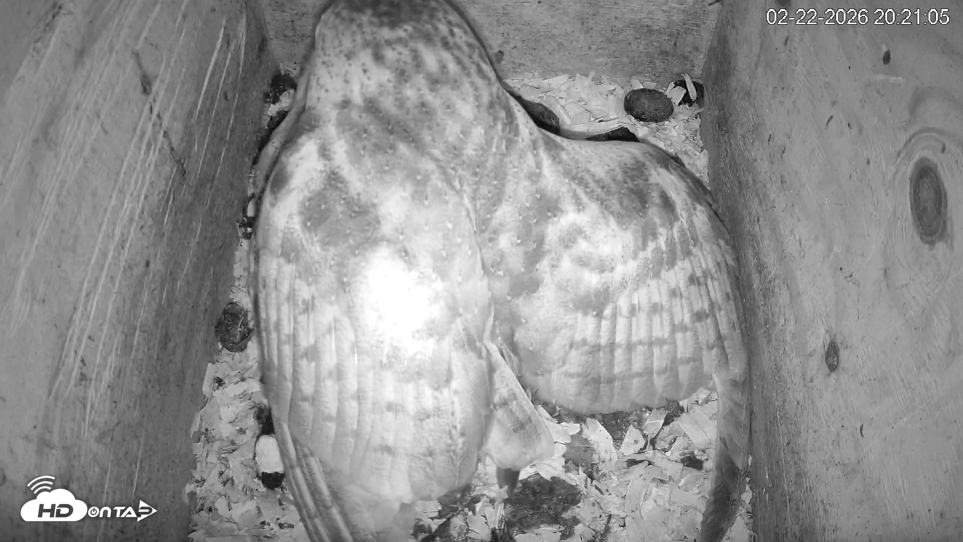 Snapshot of North Carolina Barn Owls Live Cam taken Feb 22, 2026, 8:21pm EST