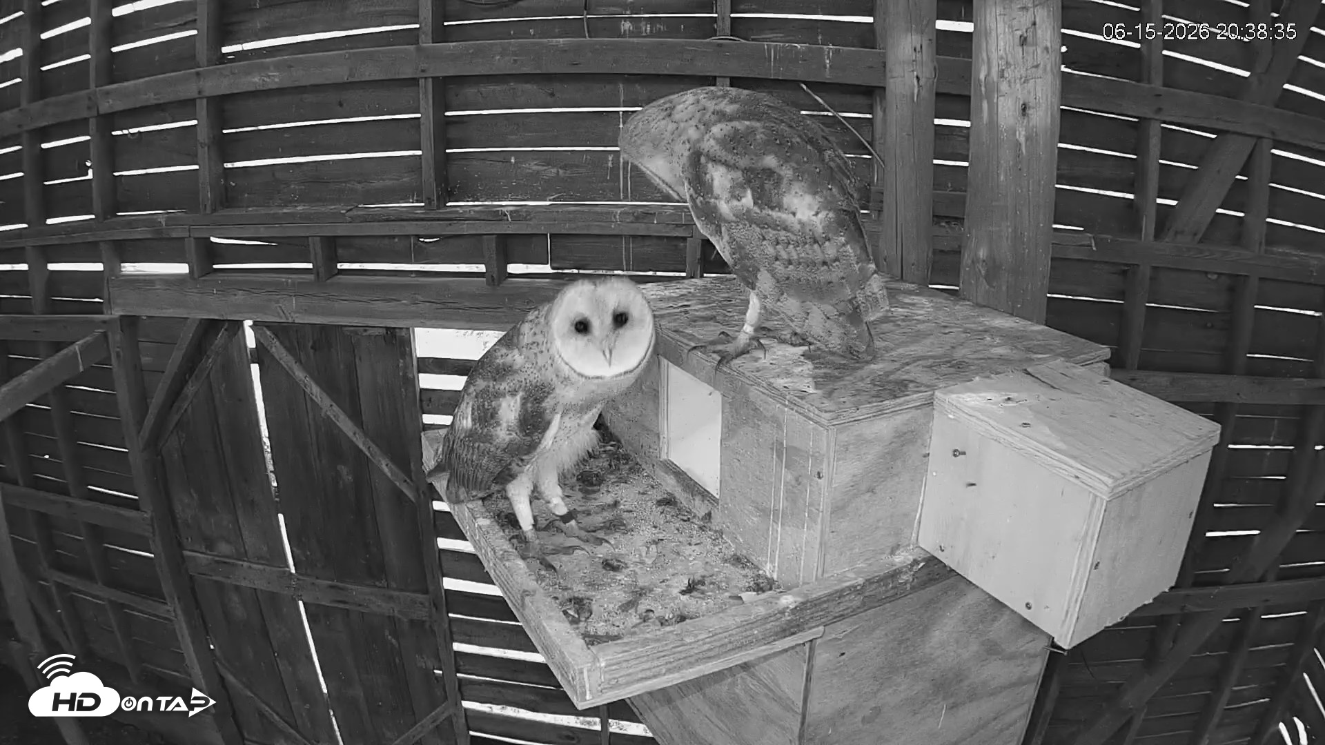 Snapshot of North Carolina Barn Owls Live Cam taken Jun 15, 2026, 8:46pm EDT