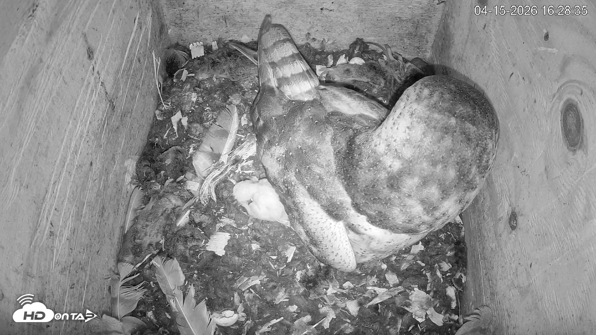 Snapshot of North Carolina Barn Owls Live Cam taken Apr 15, 2026, 4:29pm EDT