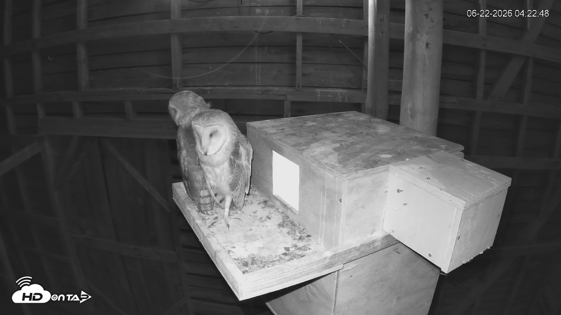 Snapshot of North Carolina Barn Owls Live Cam taken Jun 22, 2026, 4:23am EDT