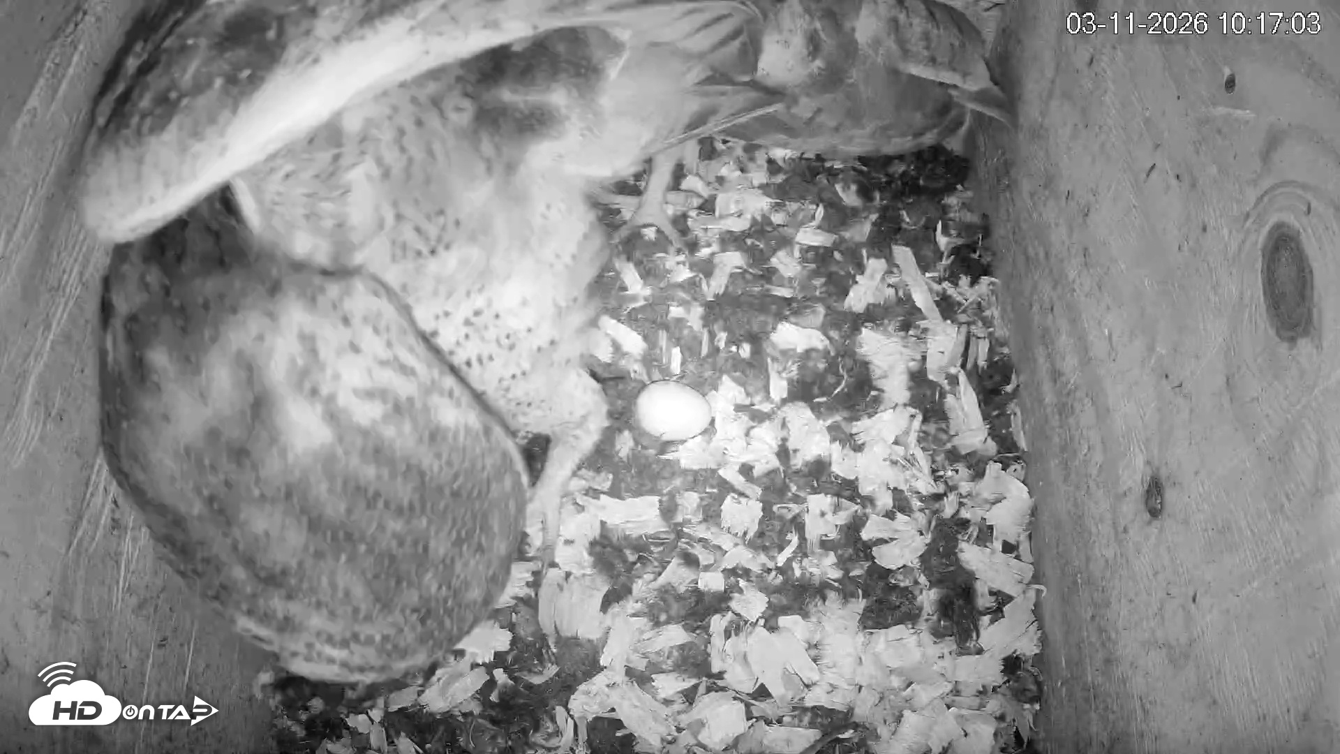 Snapshot of North Carolina Barn Owls Live Cam taken Mar 11, 2026, 10:17am EDT