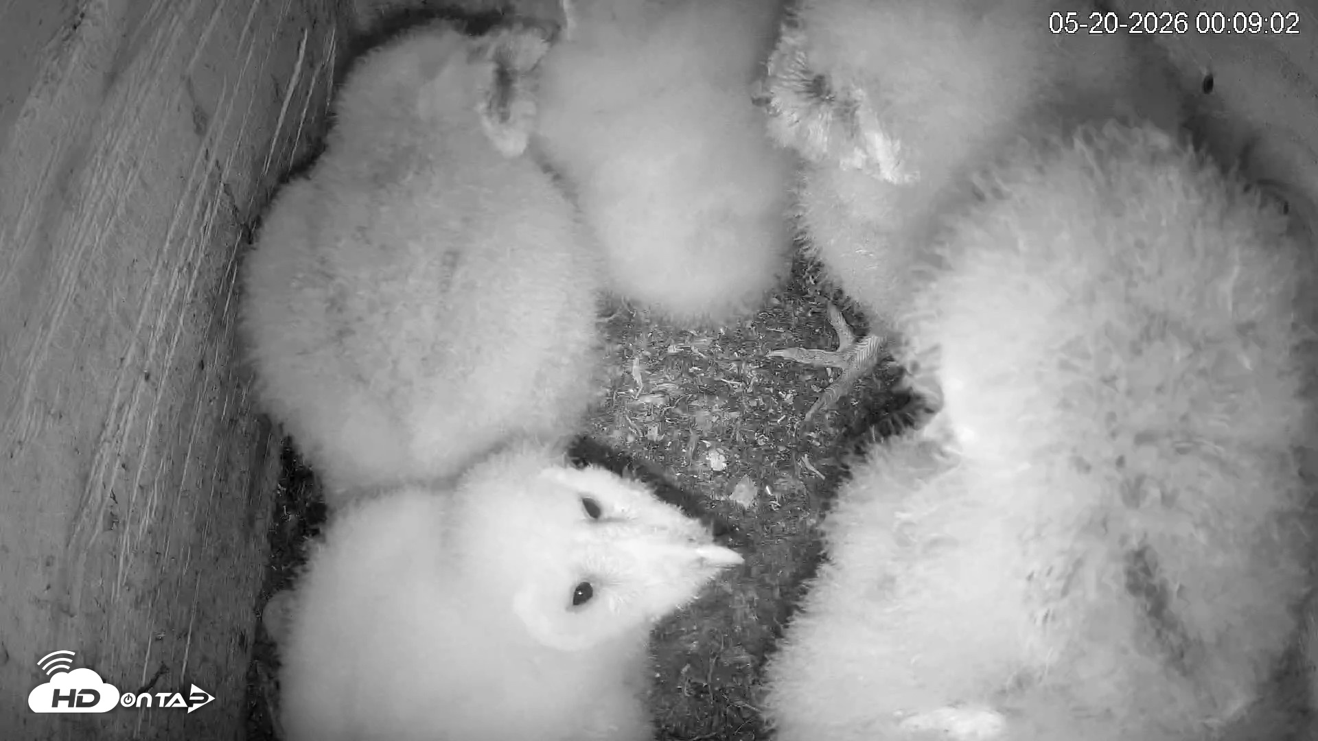 Snapshot of North Carolina Barn Owls Live Cam taken May 20, 2026, 12:10am EDT