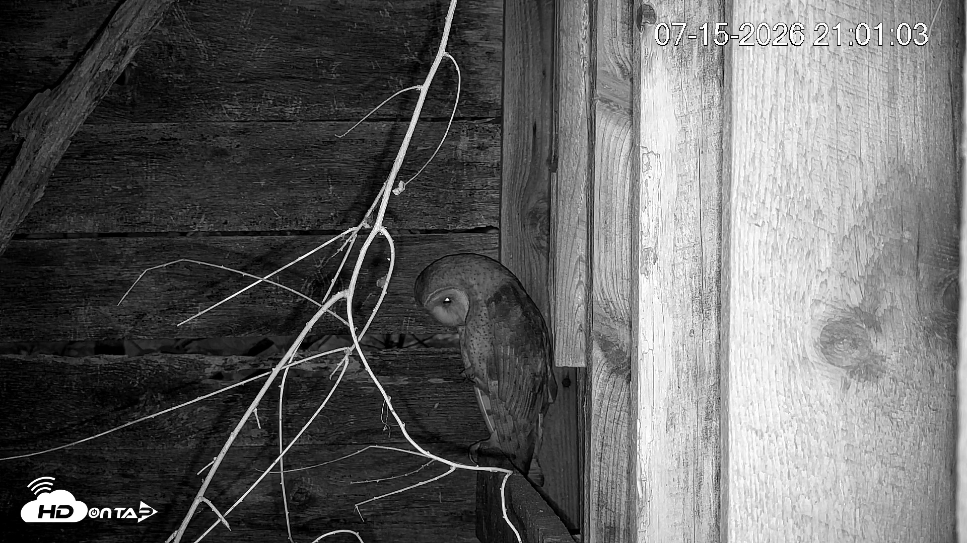 Snapshot of North Carolina Barn Owls Live Cam taken Jul 15, 2026, 9:01pm EDT