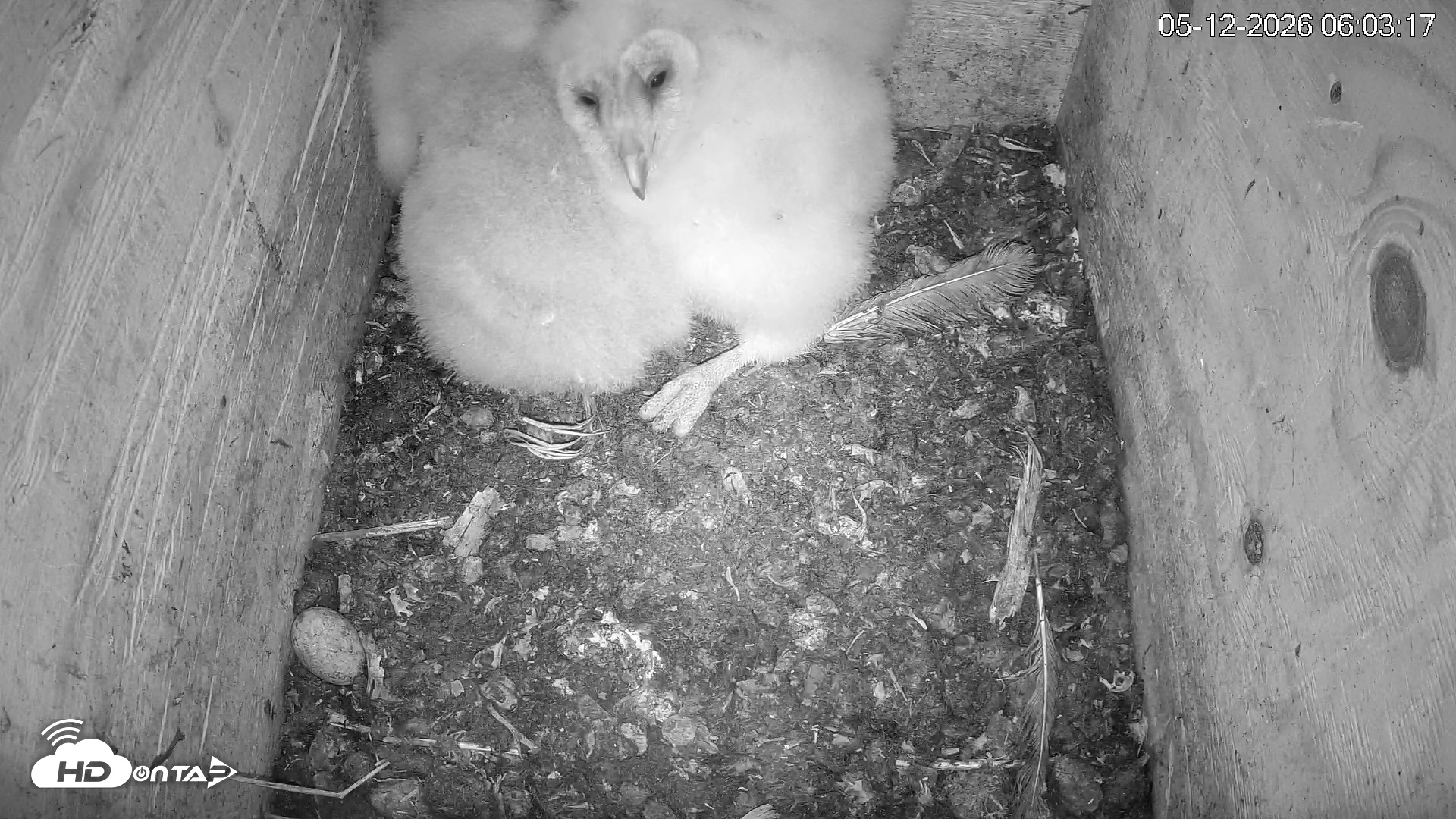 Snapshot of North Carolina Barn Owls Live Cam taken May 12, 2026, 6:04am EDT