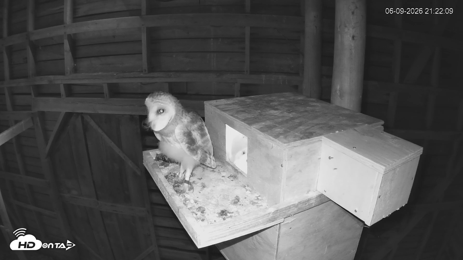Snapshot of North Carolina Barn Owls Live Cam taken Jun 9, 2026, 9:22pm EDT