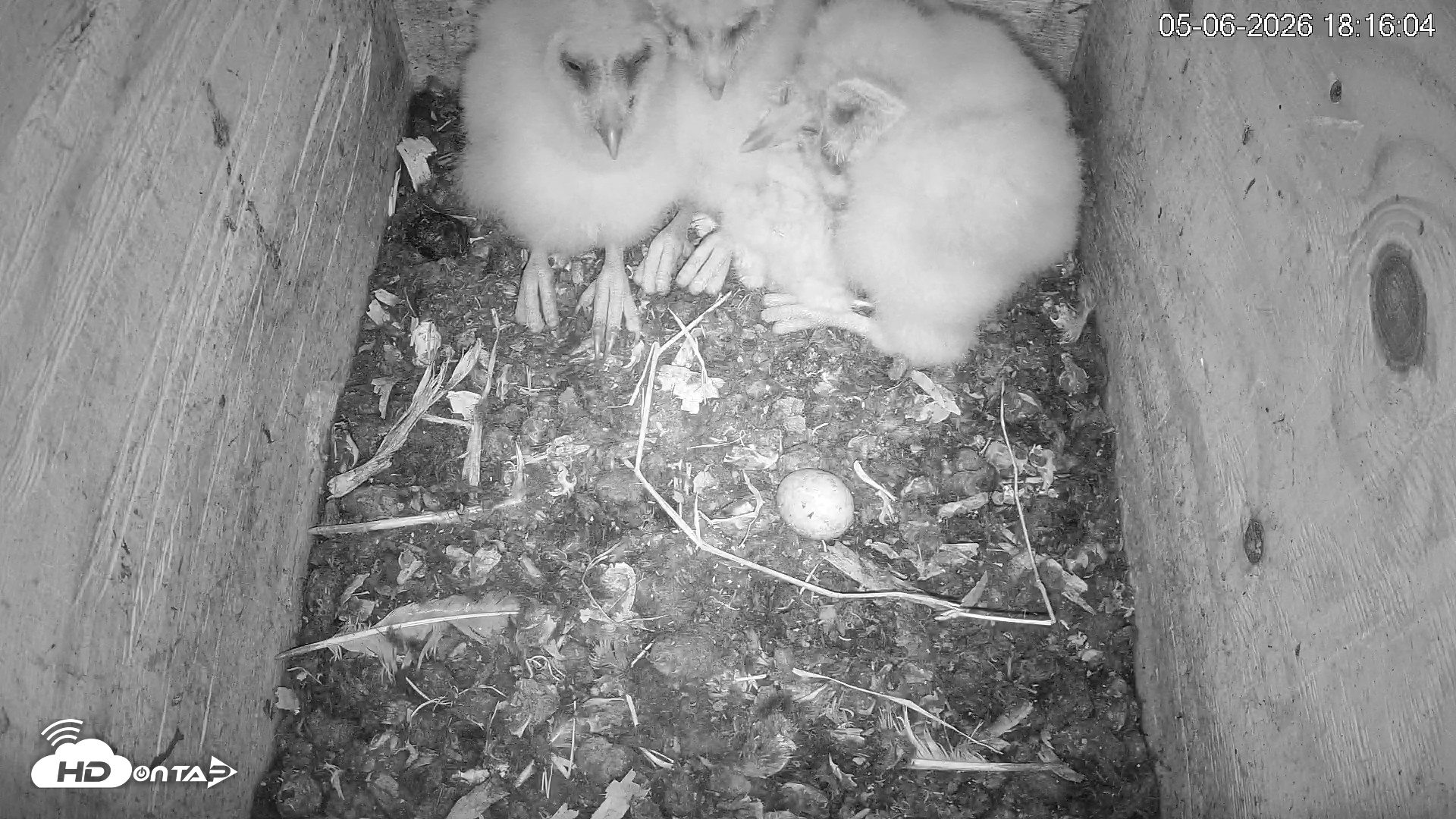 Snapshot of North Carolina Barn Owls Live Cam taken May 6, 2026, 6:17pm EDT