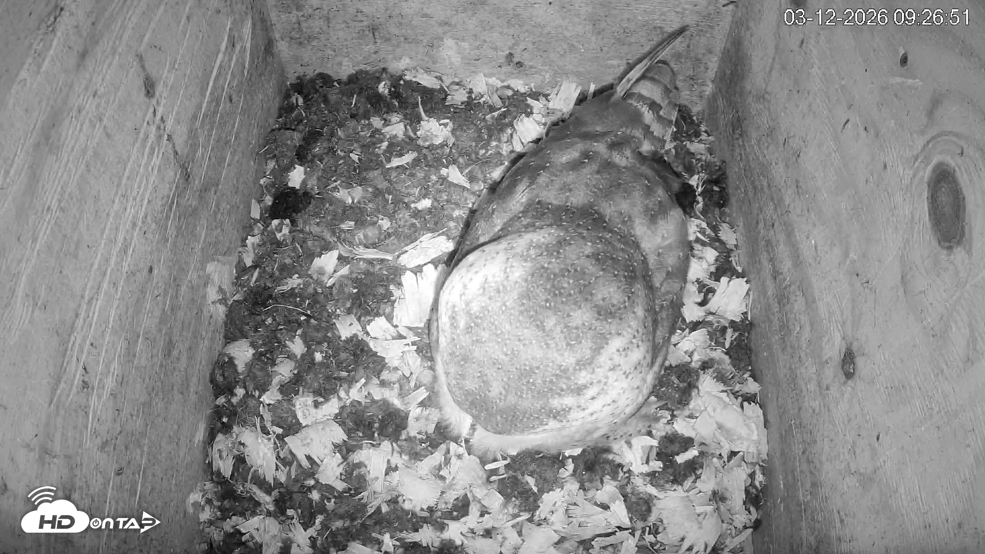 Snapshot of North Carolina Barn Owls Live Cam taken Mar 12, 2026, 9:27am EDT