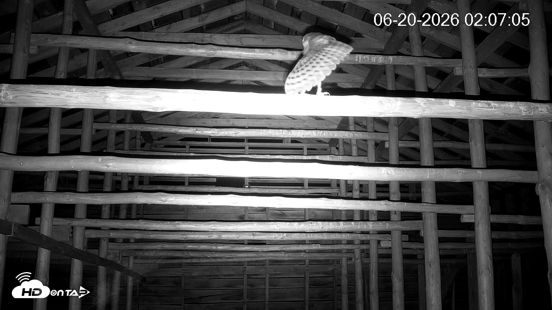 Snapshot of North Carolina Barn Owls Live Cam taken Jun 20, 2026, 2:07am EDT