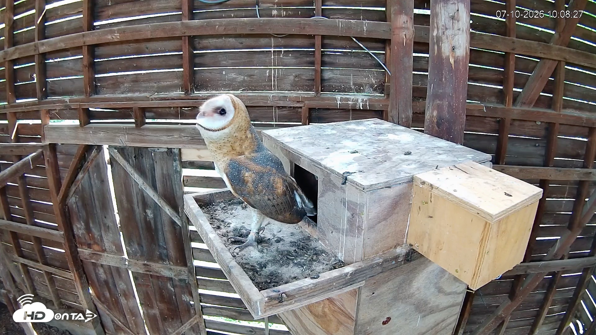 Snapshot of North Carolina Barn Owls Live Cam taken Jul 10, 2026, 10:09am EDT