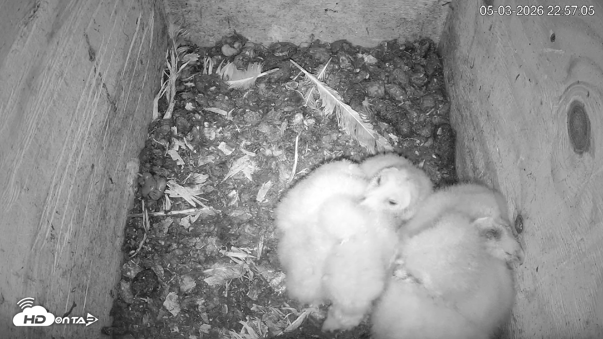 Snapshot of North Carolina Barn Owls Live Cam taken May 3, 2026, 10:57pm EDT