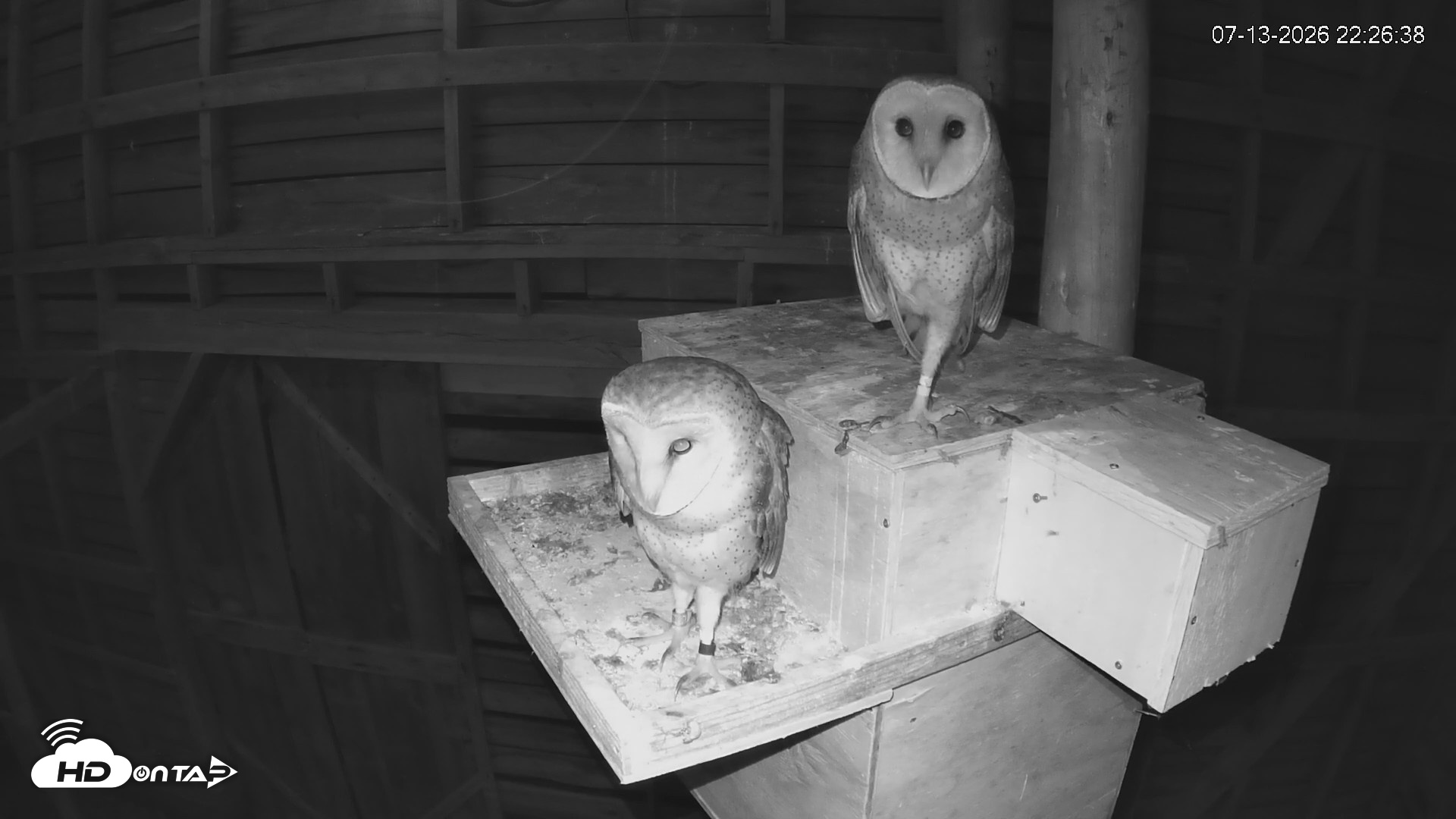 Snapshot of North Carolina Barn Owls Live Cam taken Jul 13, 2026, 10:27pm EDT
