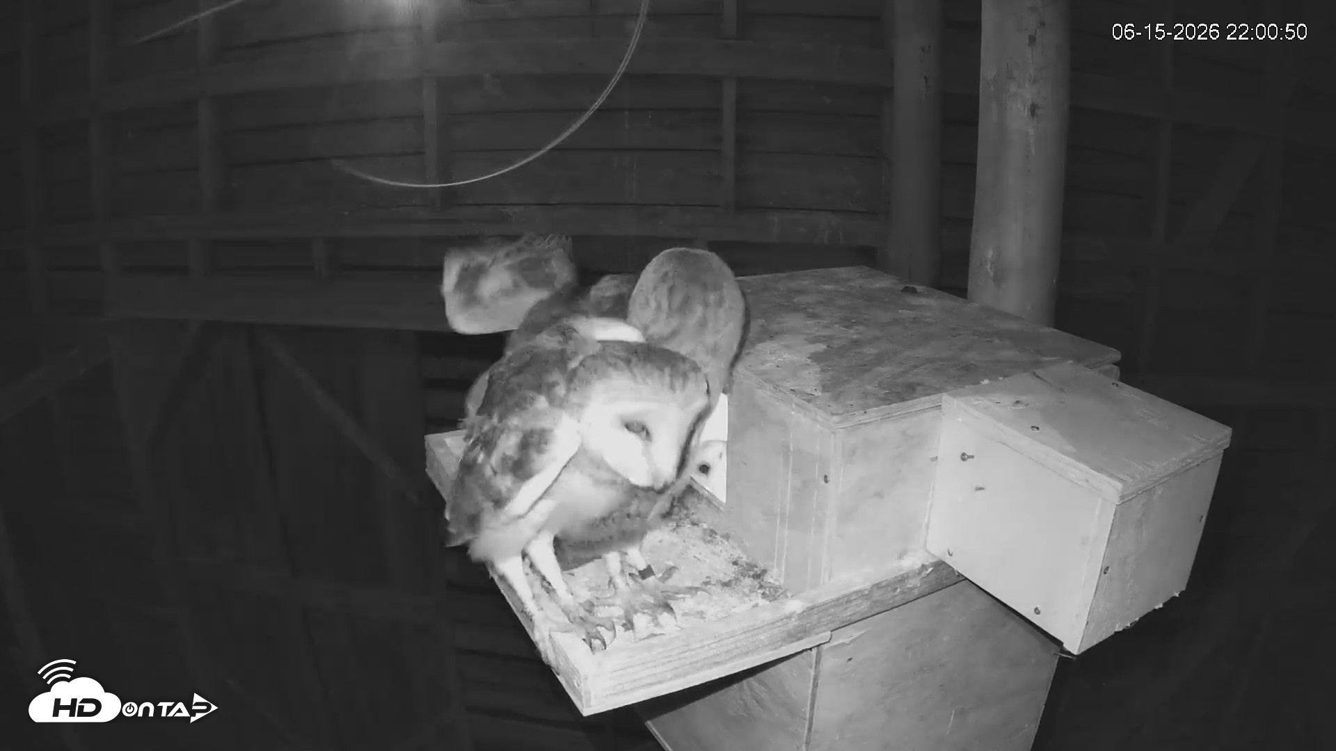 Snapshot of North Carolina Barn Owls Live Cam taken Jun 15, 2026, 10:02pm EDT