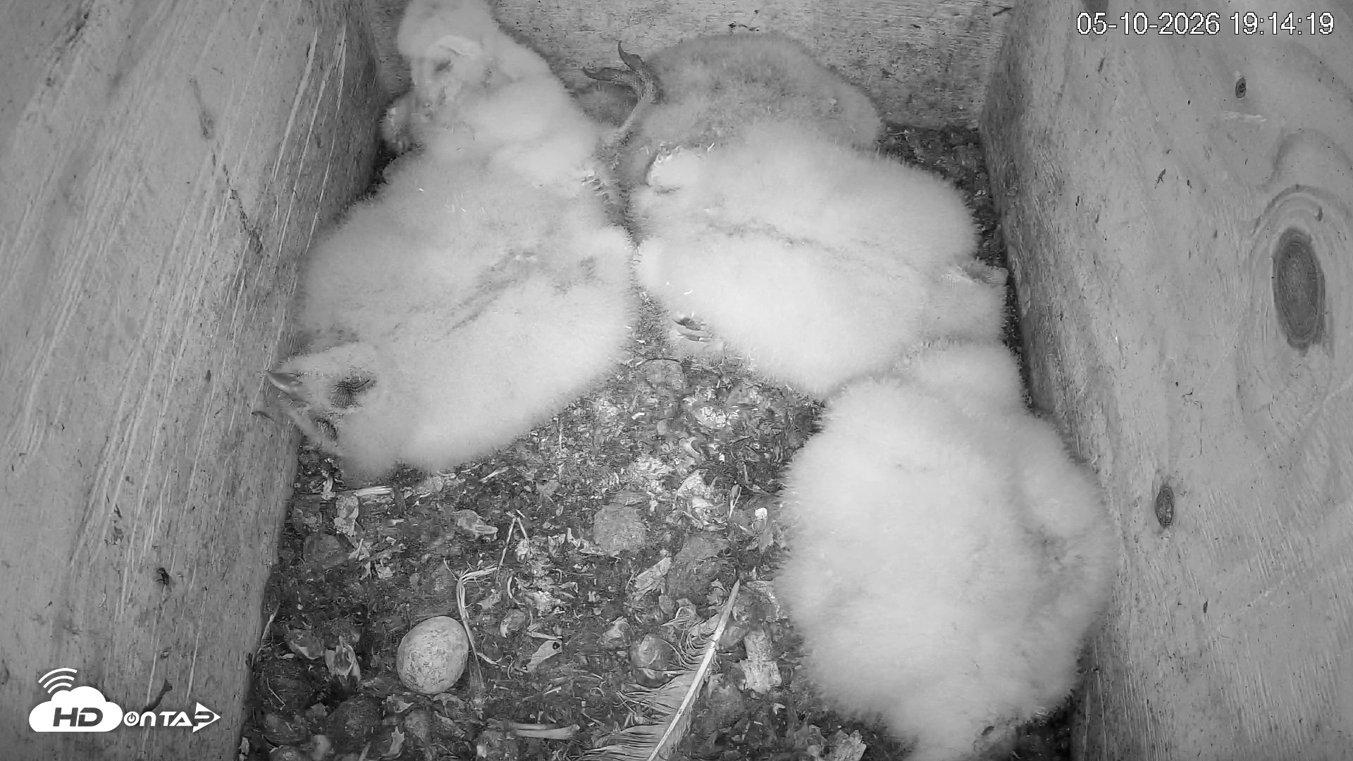 Snapshot of North Carolina Barn Owls Live Cam taken May 10, 2026, 7:15pm EDT