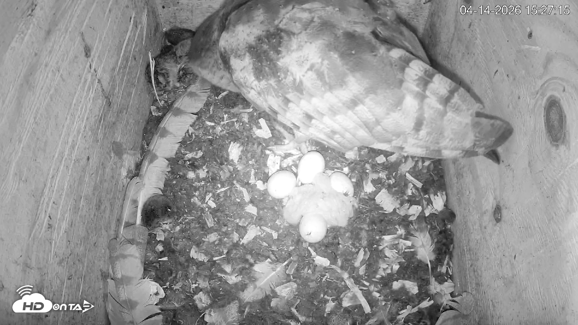 Snapshot of North Carolina Barn Owls Live Cam taken Apr 14, 2026, 3:27pm EDT
