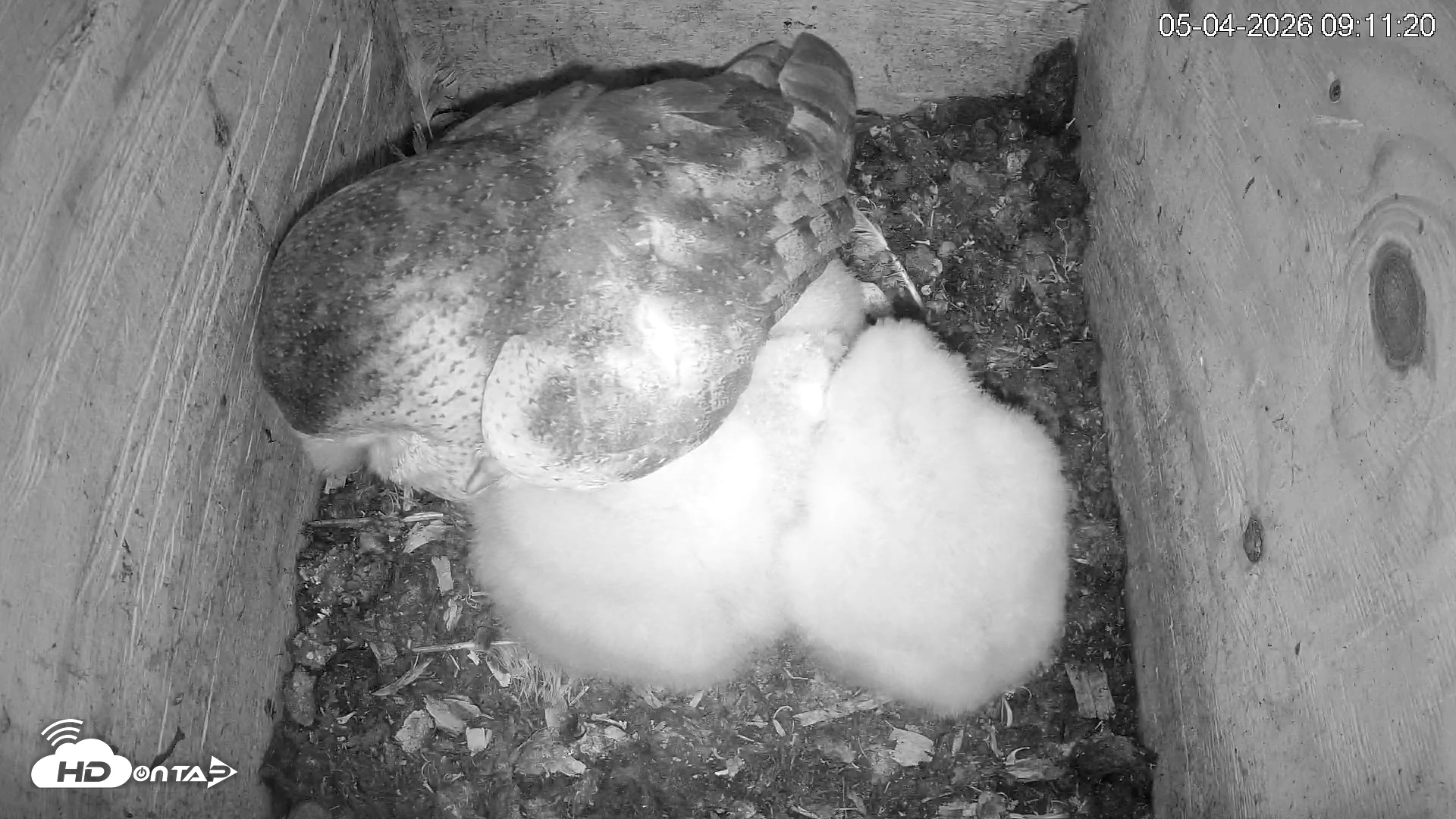 Snapshot of North Carolina Barn Owls Live Cam taken May 4, 2026, 9:12am EDT