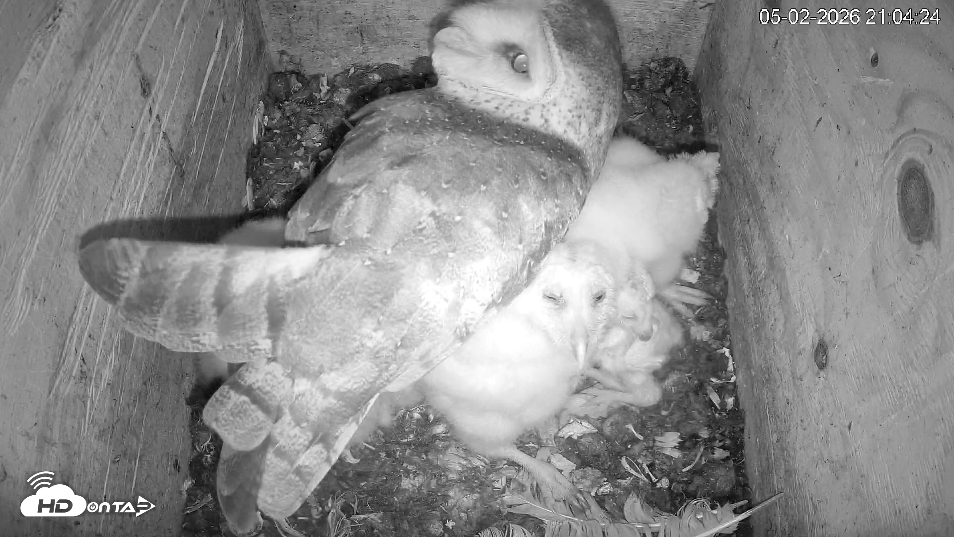 Snapshot of North Carolina Barn Owls Live Cam taken May 2, 2026, 9:05pm EDT