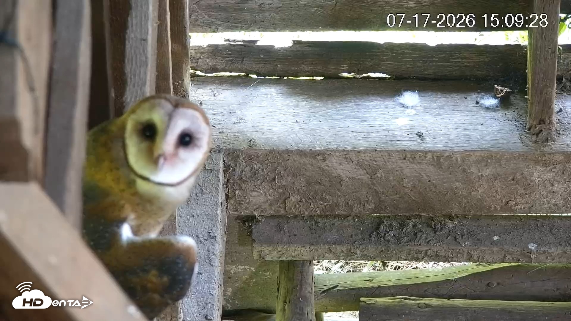 Snapshot of North Carolina Barn Owls Live Cam taken Jul 17, 2026, 3:11pm EDT
