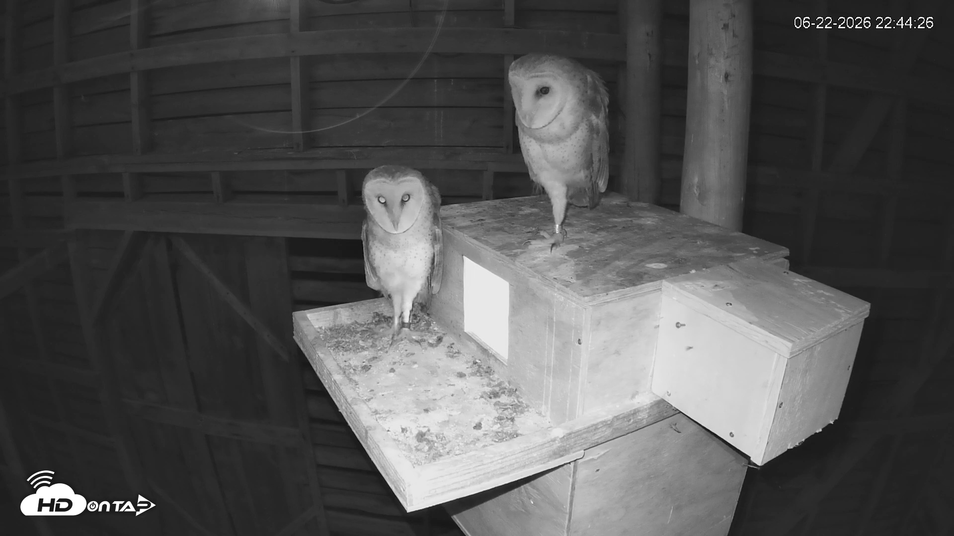 Snapshot of North Carolina Barn Owls Live Cam taken Jun 22, 2026, 10:45pm EDT
