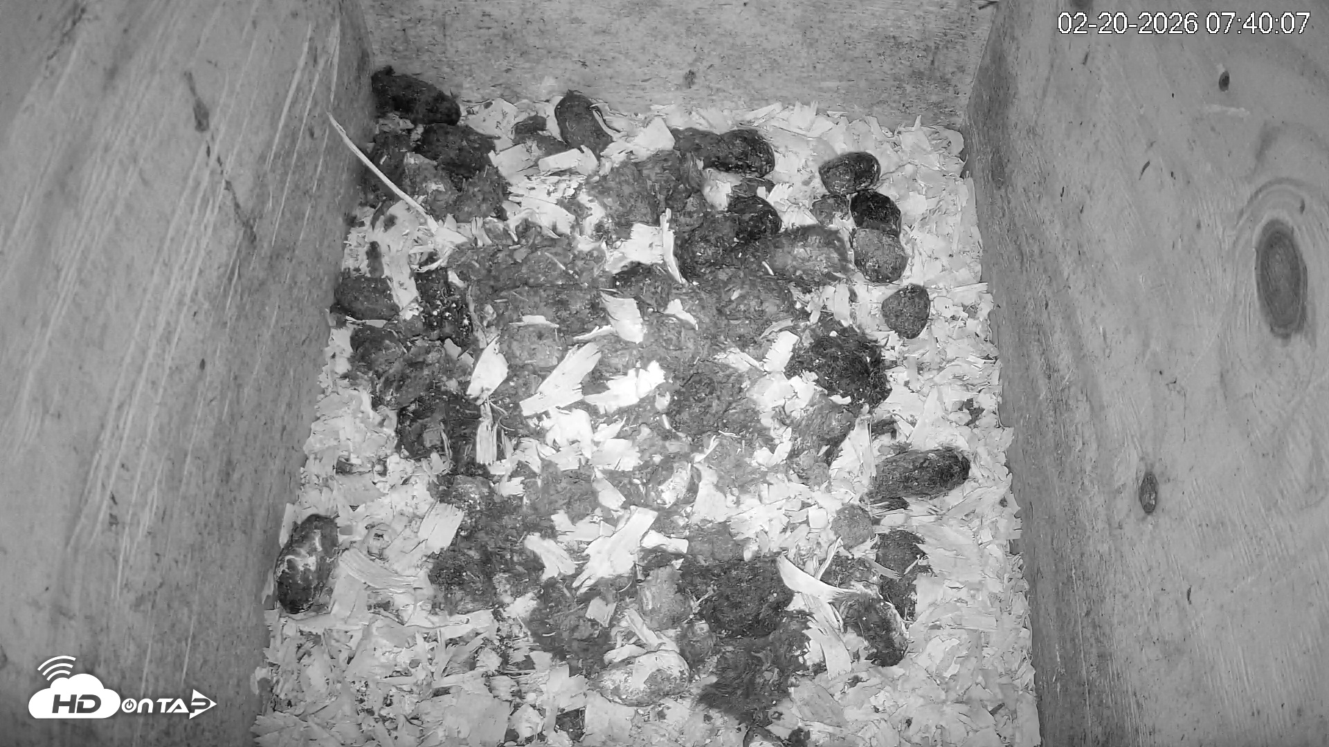 Snapshot of North Carolina Barn Owls Live Cam taken Feb 20, 2026, 7:40am EST