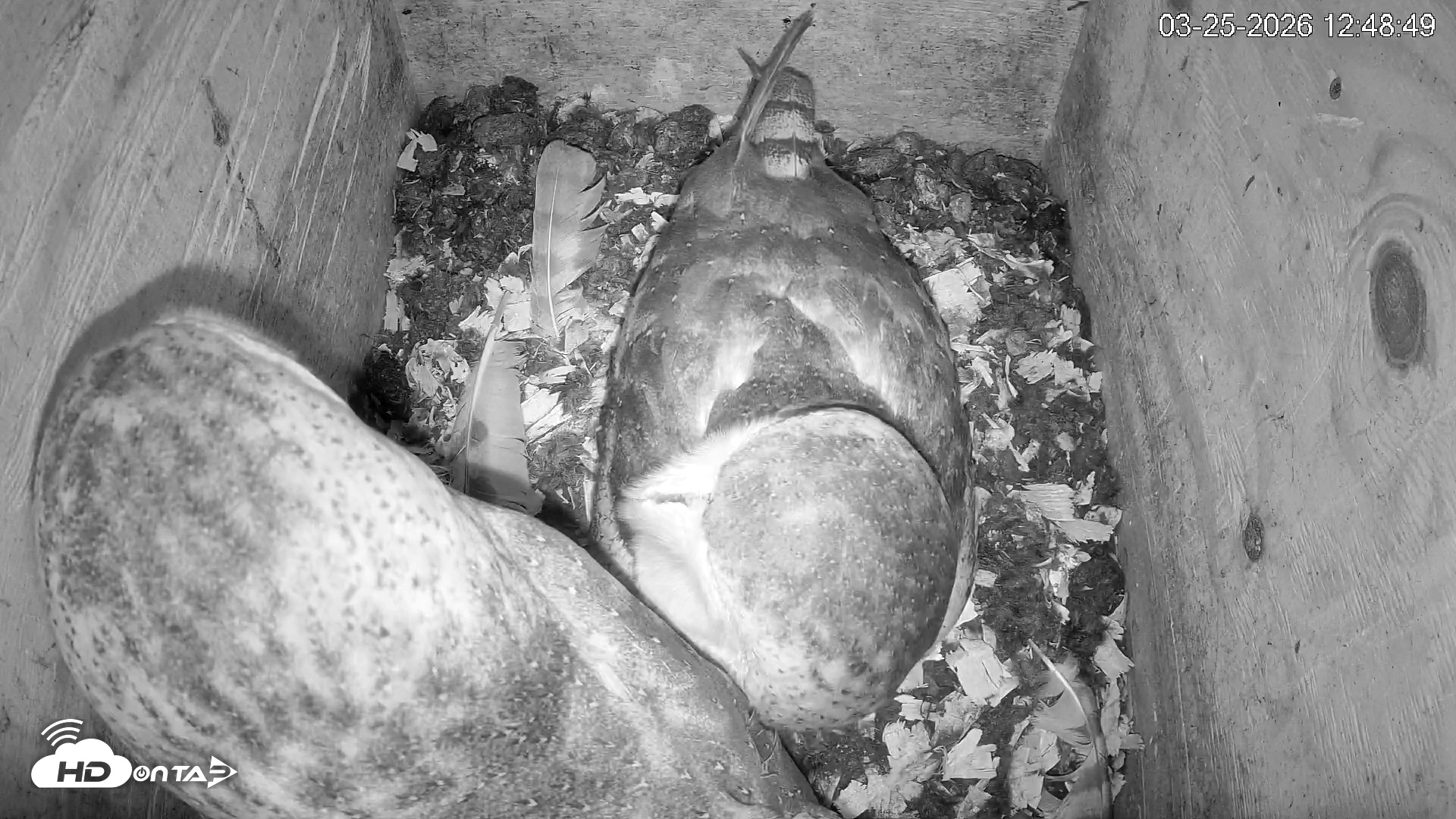Snapshot of North Carolina Barn Owls Live Cam taken Mar 25, 2026, 12:49pm EDT
