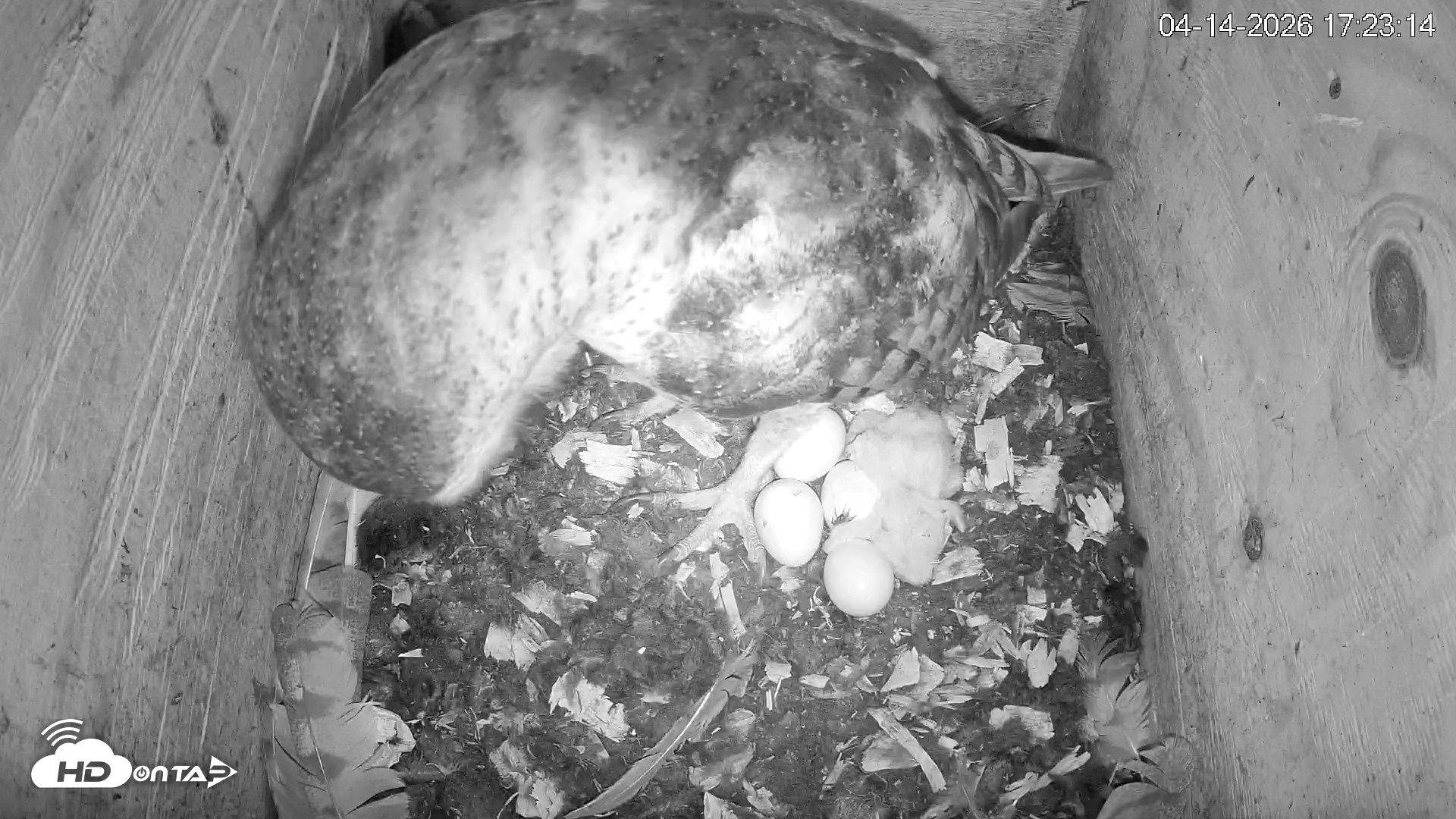 Snapshot of North Carolina Barn Owls Live Cam taken Apr 14, 2026, 5:23pm EDT