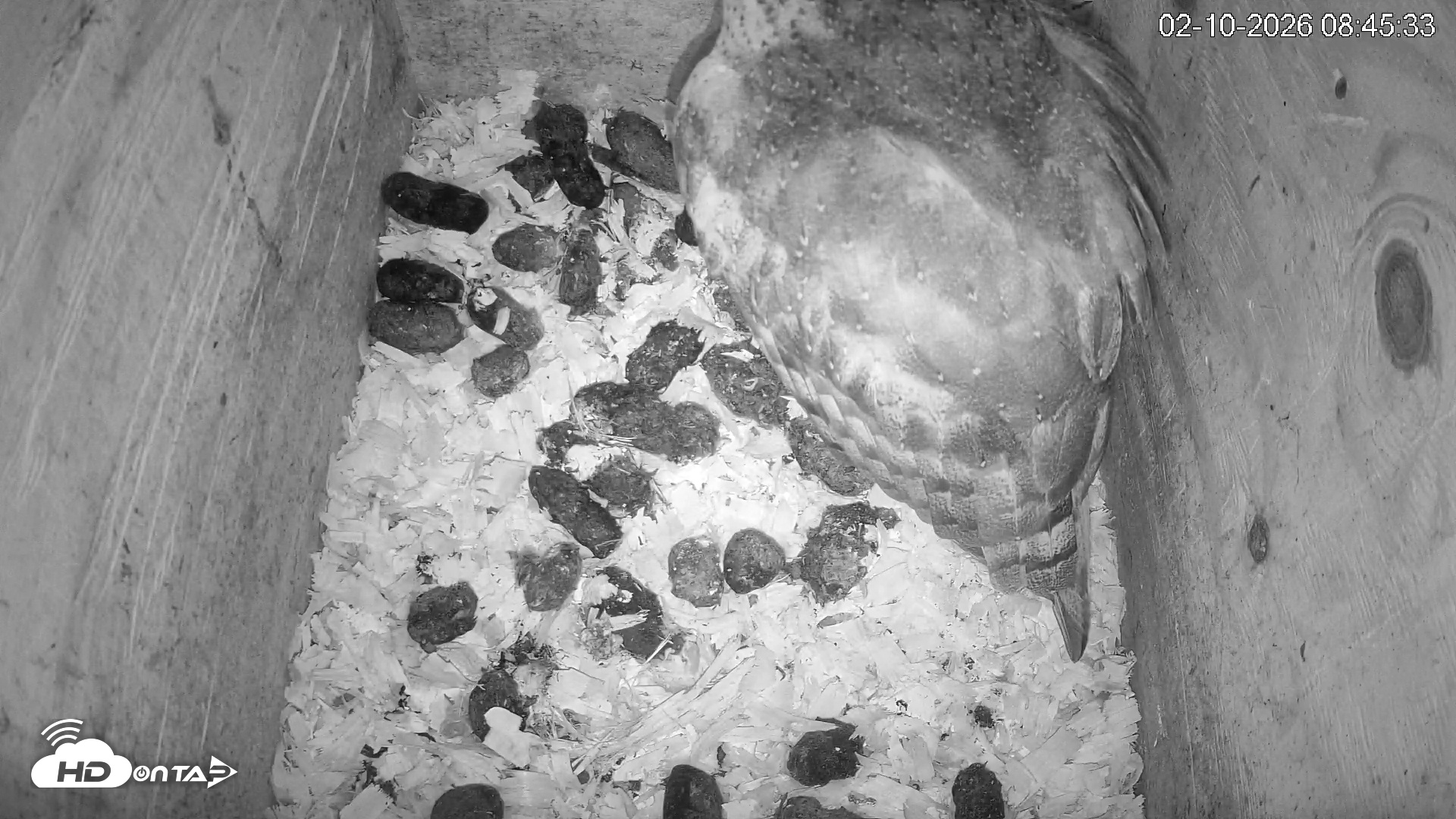 Snapshot of North Carolina Barn Owls Live Cam taken Feb 10, 2026, 8:46am EST