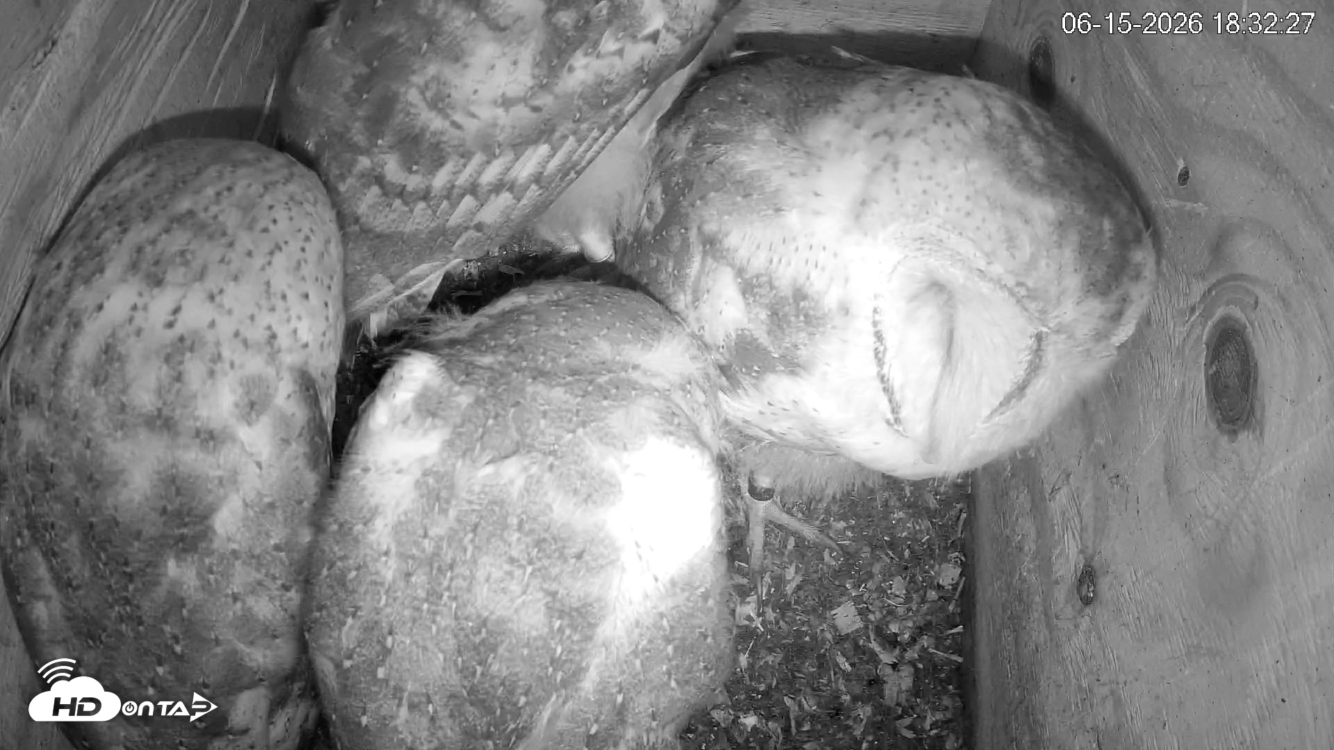 Snapshot of North Carolina Barn Owls Live Cam taken Jun 15, 2026, 6:34pm EDT