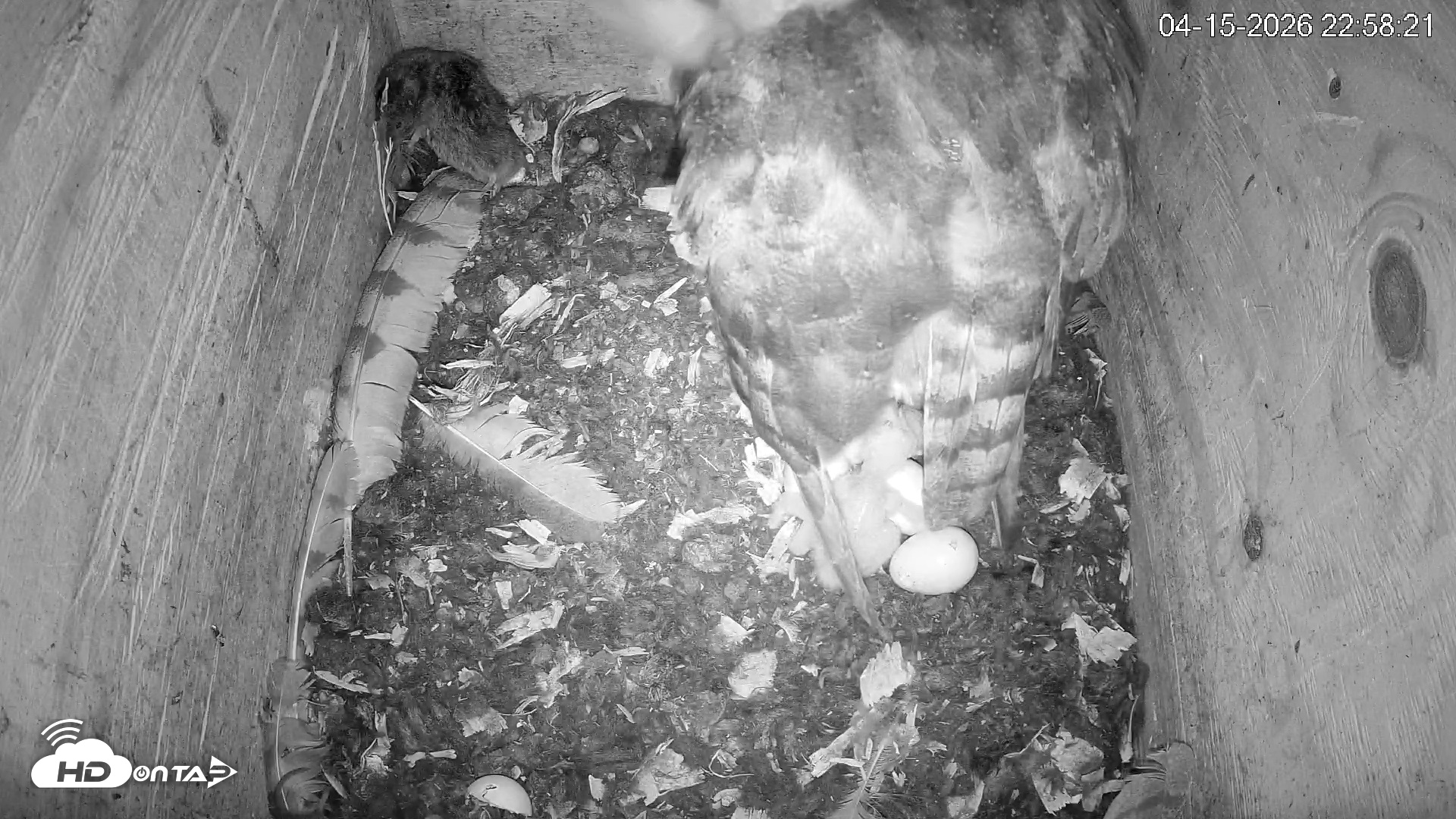 Snapshot of North Carolina Barn Owls Live Cam taken Apr 15, 2026, 10:59pm EDT