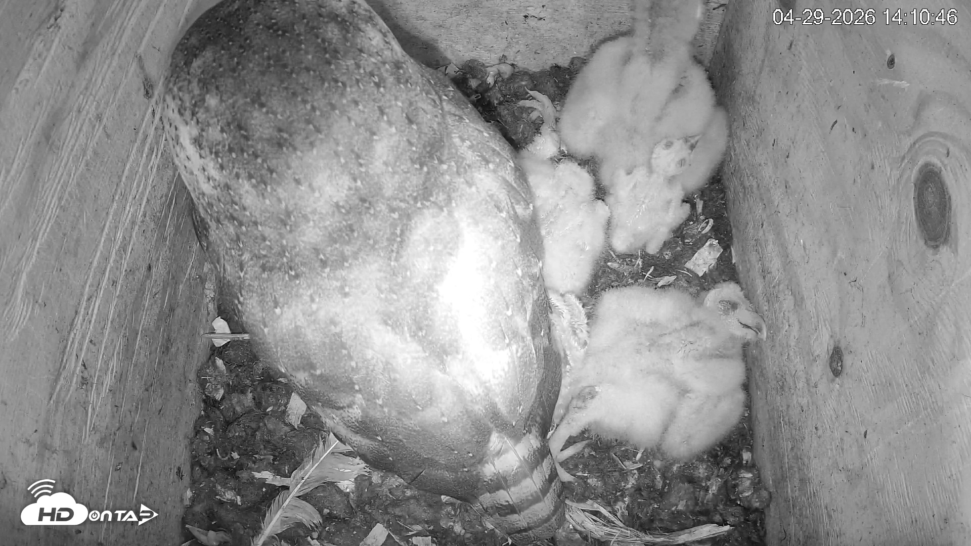 Snapshot of North Carolina Barn Owls Live Cam taken Apr 29, 2026, 2:11pm EDT