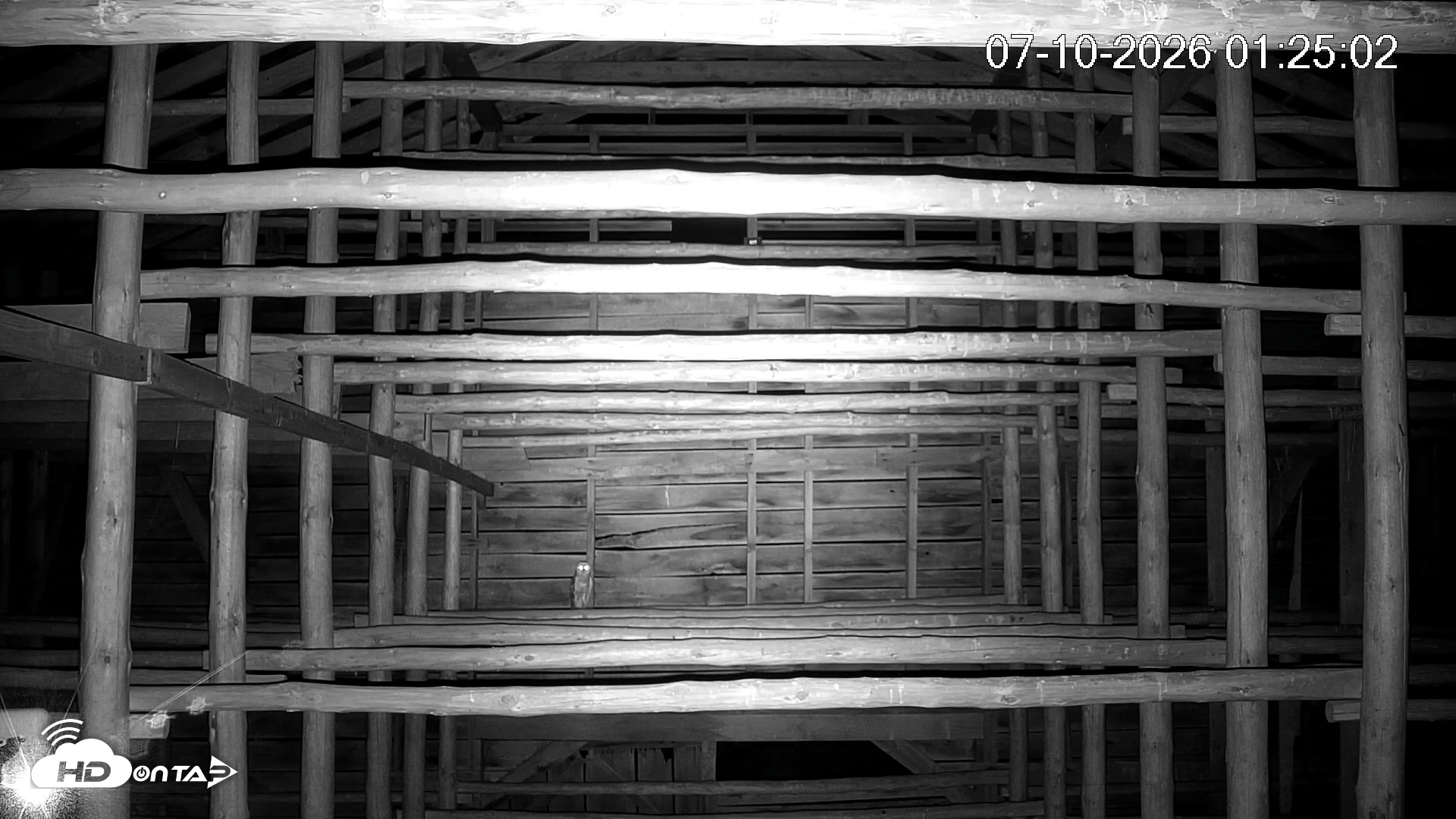 Snapshot of North Carolina Barn Owls Live Cam taken Jul 10, 2026, 1:26am EDT