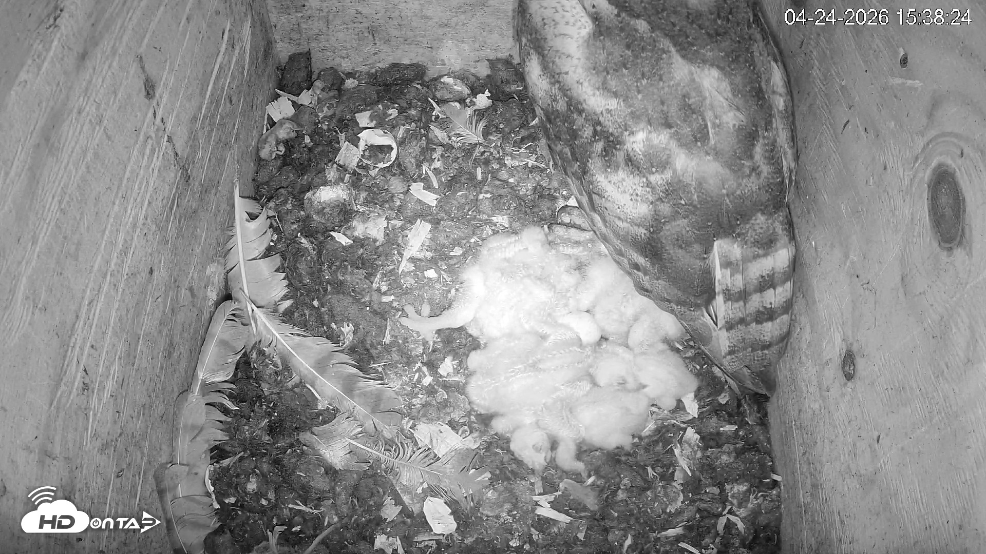 Snapshot of North Carolina Barn Owls Live Cam taken Apr 24, 2026, 3:39pm EDT