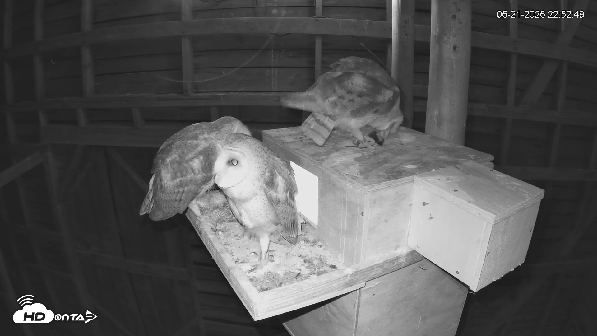 Snapshot of North Carolina Barn Owls Live Cam taken Jun 21, 2026, 10:53pm EDT