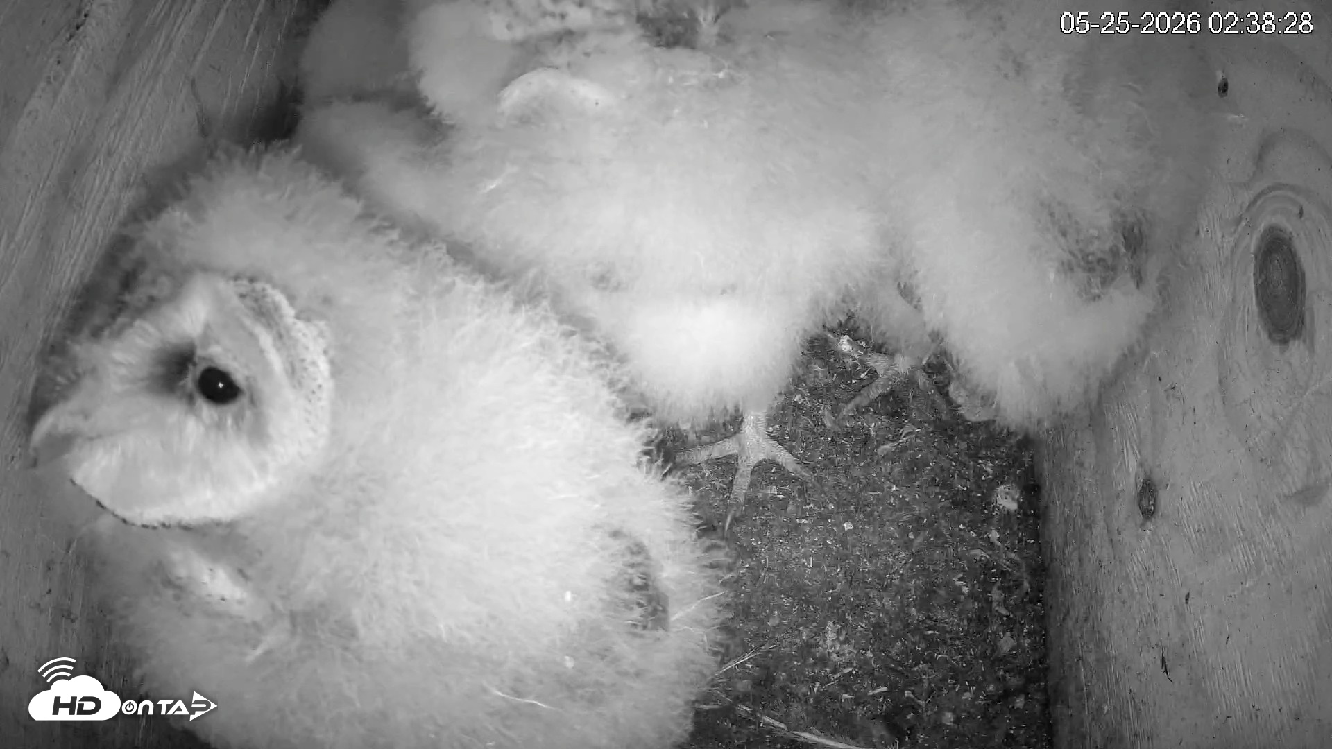 Snapshot of North Carolina Barn Owls Live Cam taken May 25, 2026, 2:39am EDT