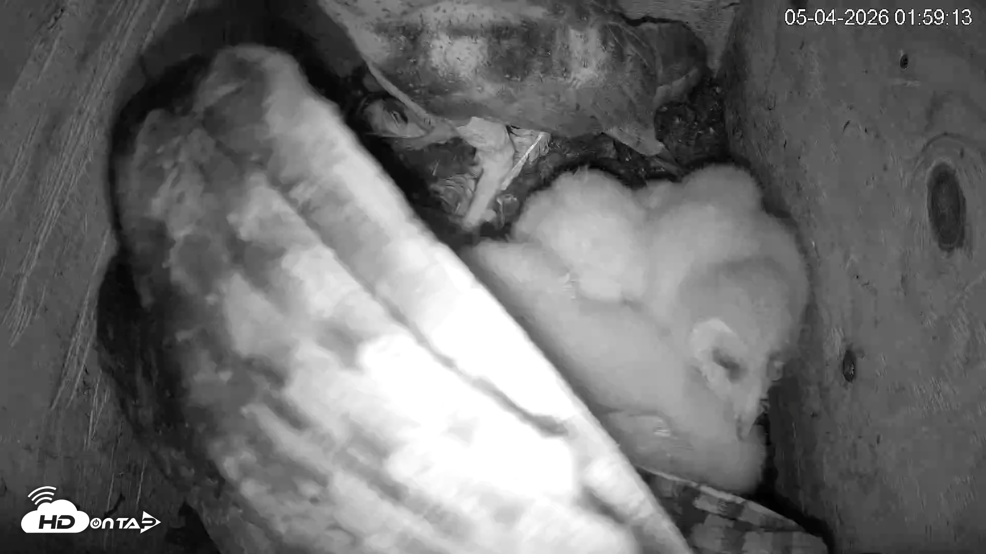 Snapshot of North Carolina Barn Owls Live Cam taken May 4, 2026, 2:00am EDT