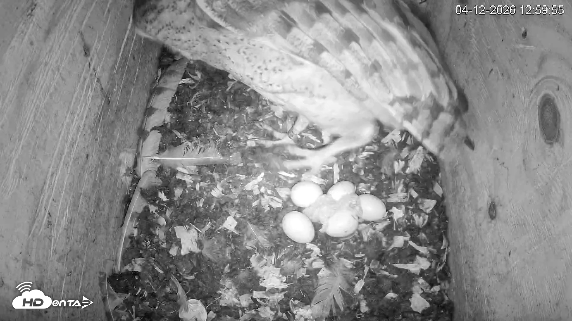 Snapshot of North Carolina Barn Owls Live Cam taken Apr 12, 2026, 1:01pm EDT