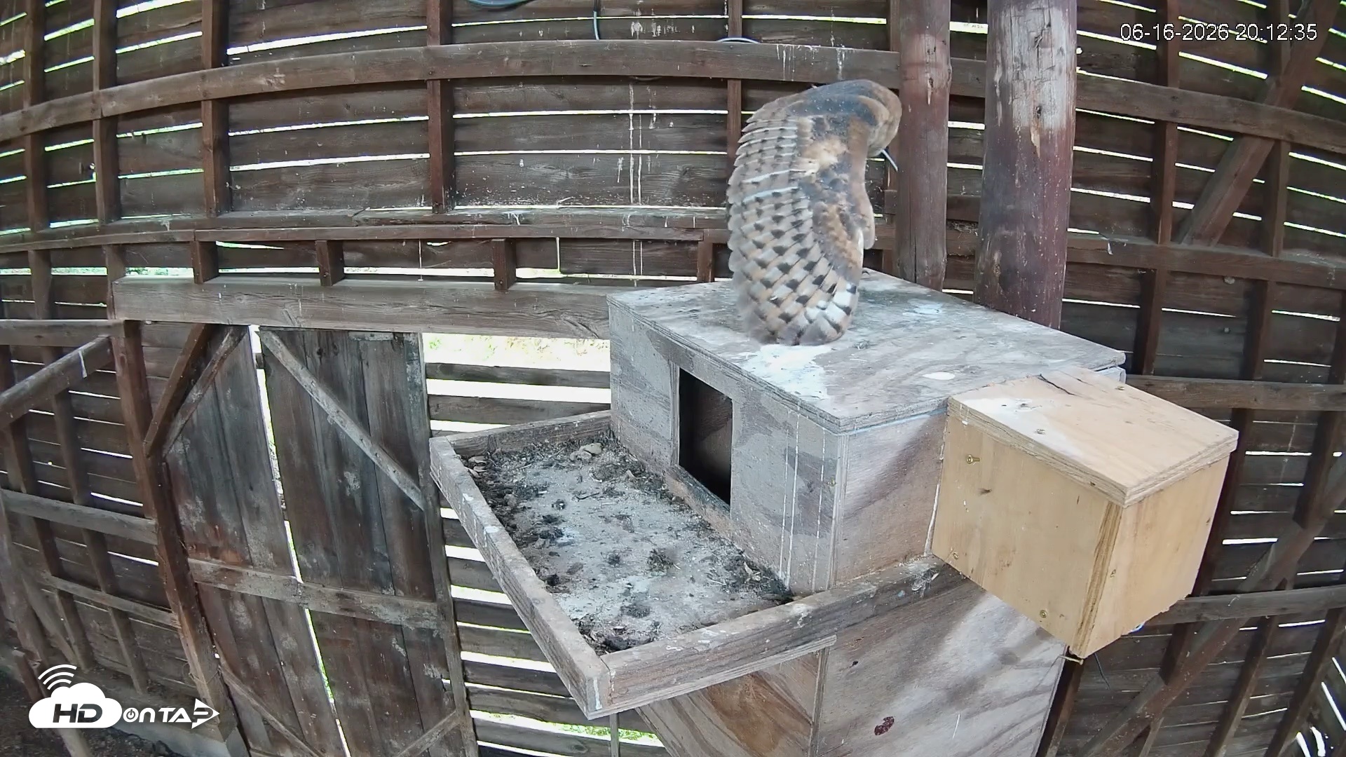 Snapshot of North Carolina Barn Owls Live Cam taken Jun 16, 2026, 8:13pm EDT